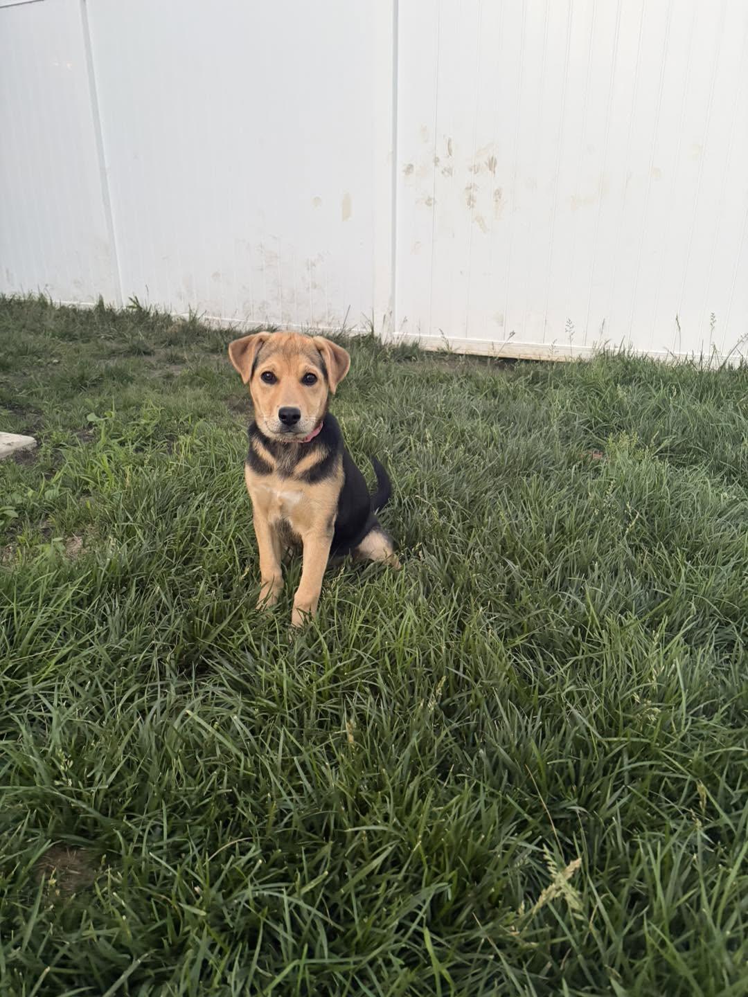 Enlarge Reese(now Rosie)--Easter candy litter, a Adopted mixed breed in Mattoon, IL image 3/3
