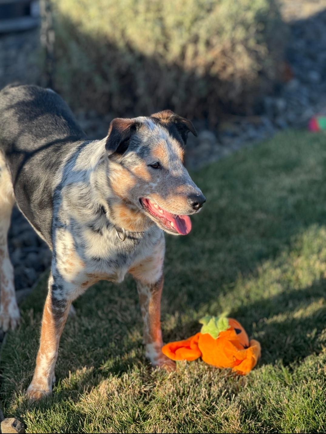 Courtesy listing , a Adoptable Australian Shepherd in Bend, OR image 1/4