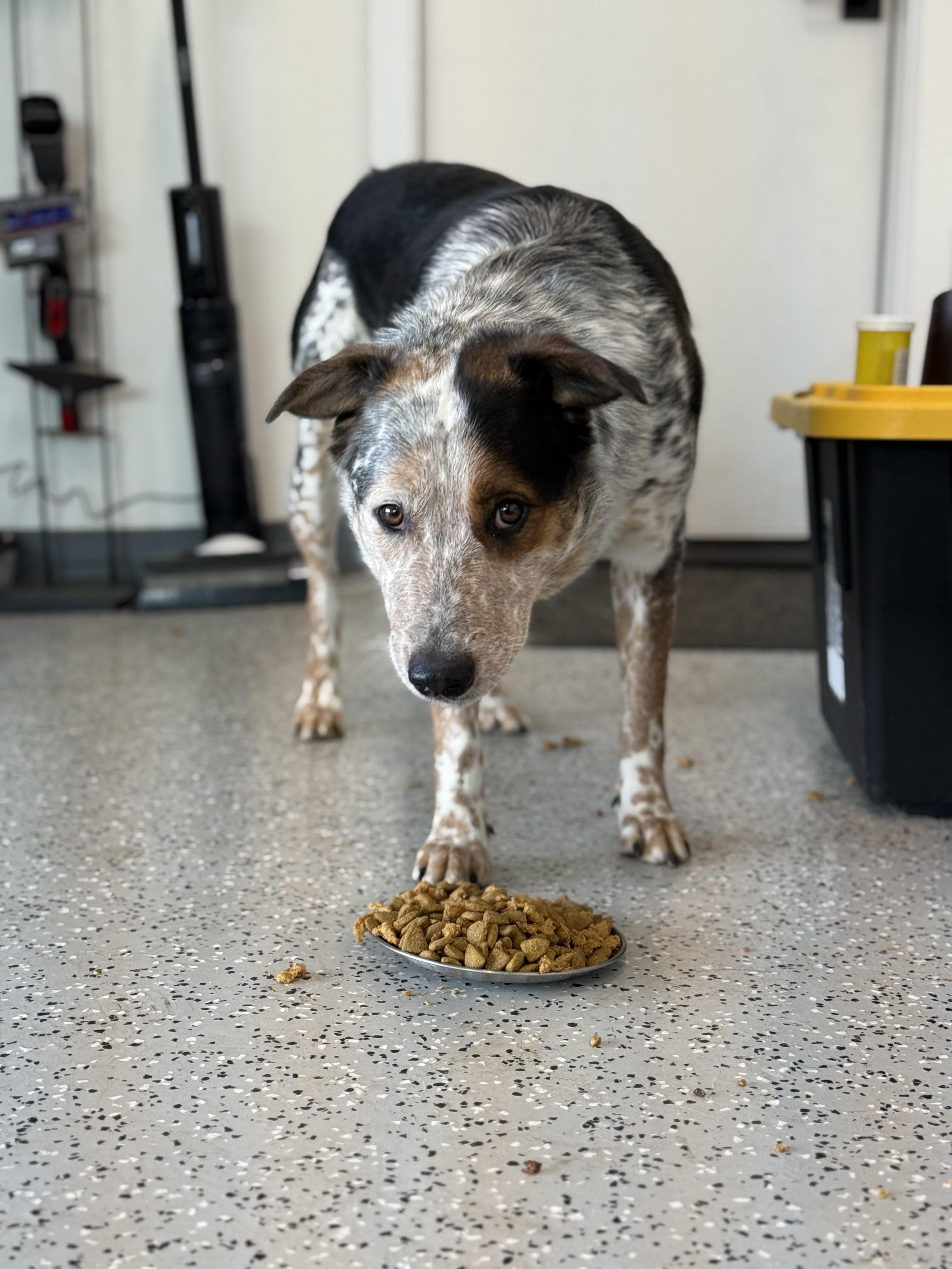 Courtesy listing , a Adoptable Australian Shepherd in Bend, OR image 2/4