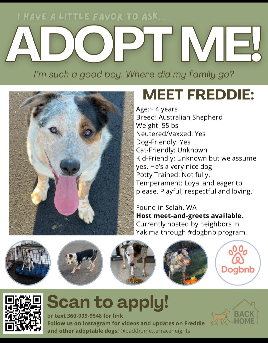 Courtesy listing , a Adoptable Australian Shepherd in Bend, OR image 3/4