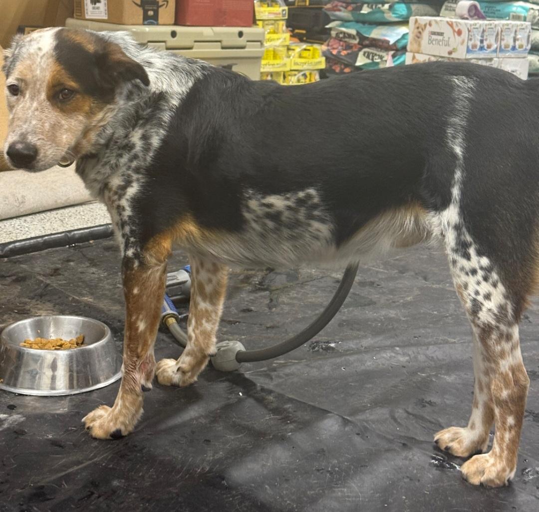 Courtesy listing , a Adoptable Australian Shepherd in Bend, OR image 4/4