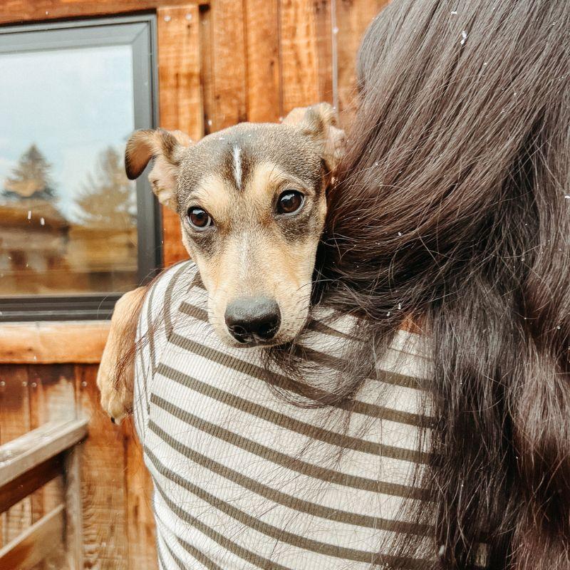 Mona, ADOPTABLE, Young Female Mixed Breed.