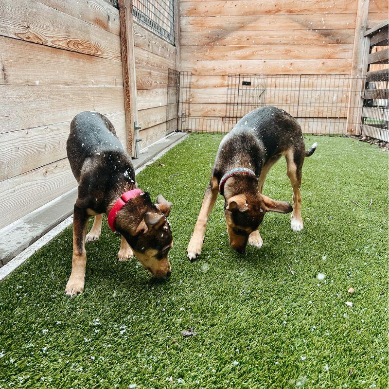 Enlarge Mona, a ADOPTABLE Mixed Breed in Jackson, WY image 2/3