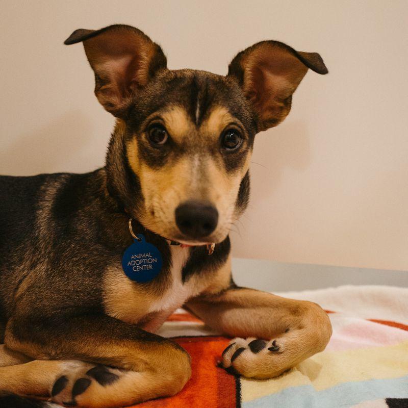 Enlarge Mona, a ADOPTABLE Mixed Breed in Jackson, WY image 3/3