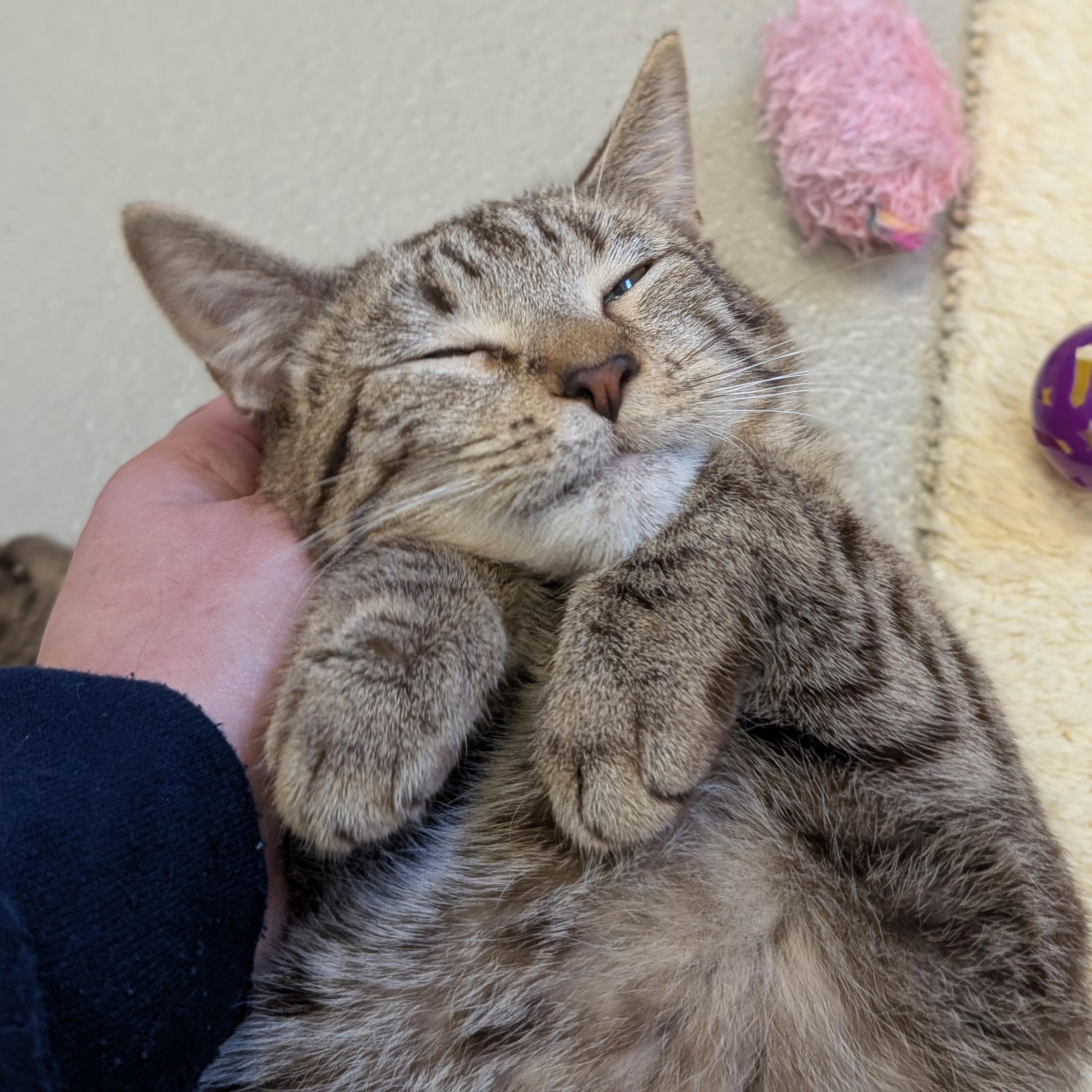 Enlarge Pom Pom, a Adoptable Domestic Short Hair in Jefferson, WI image 2/3