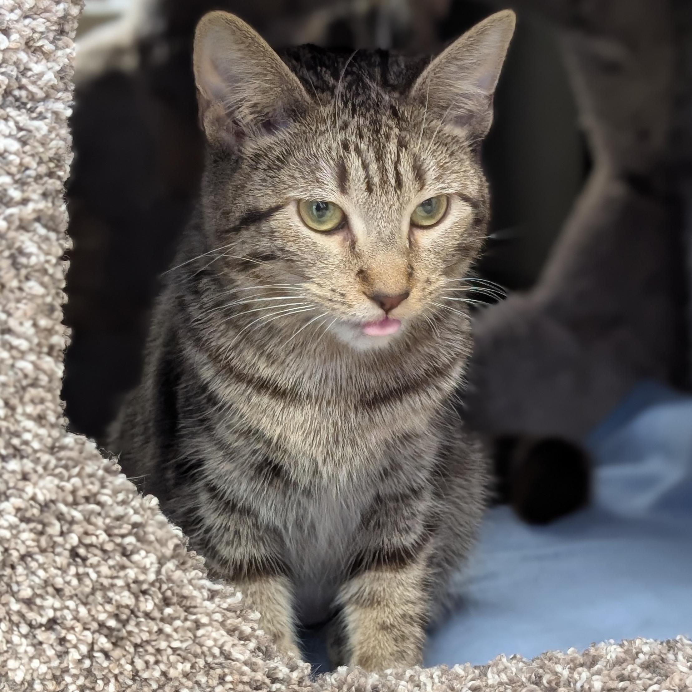 Enlarge Pom Pom, a Adoptable Domestic Short Hair in Jefferson, WI image 3/3