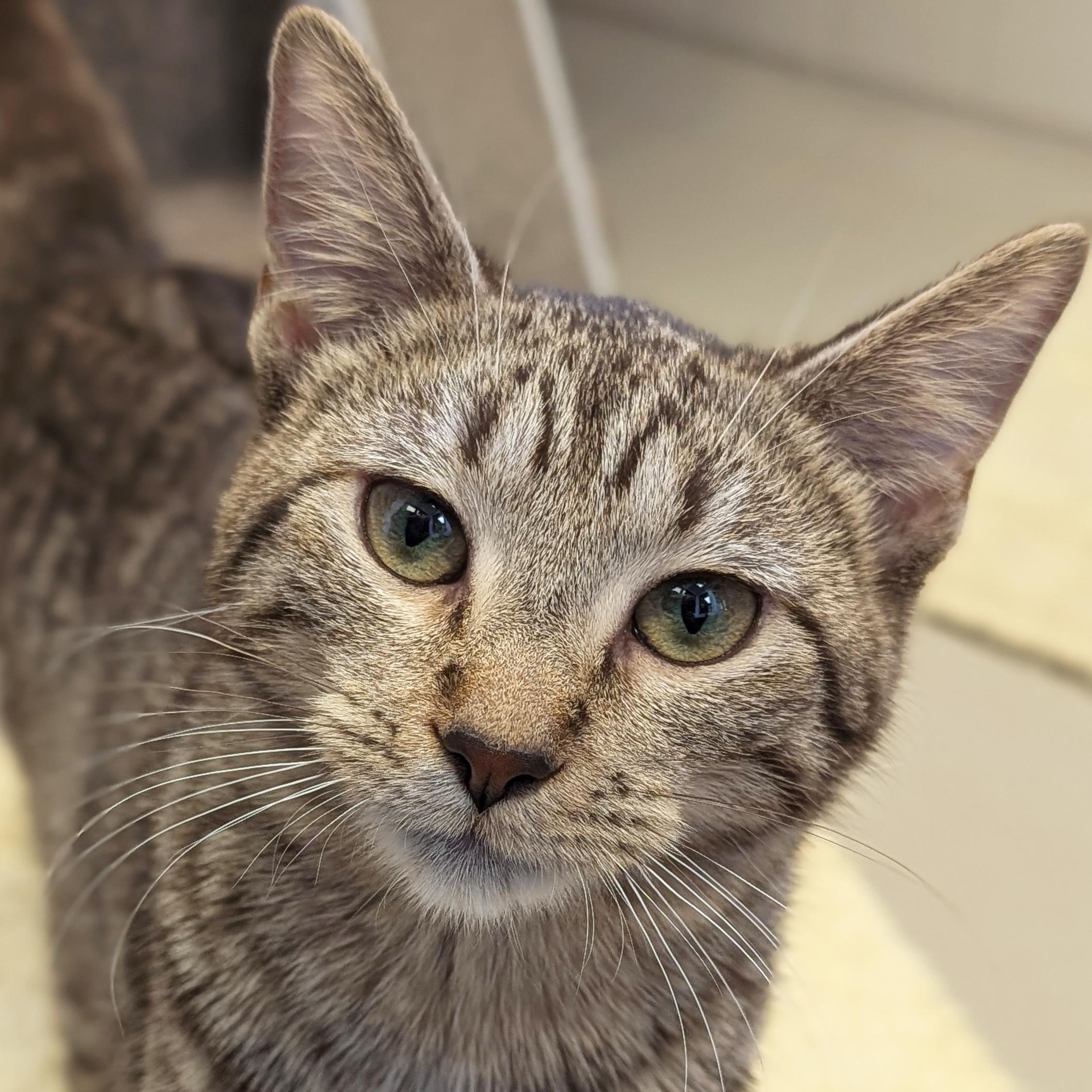 Pom Pom, Adoptable, Adult Female Domestic Short Hair.