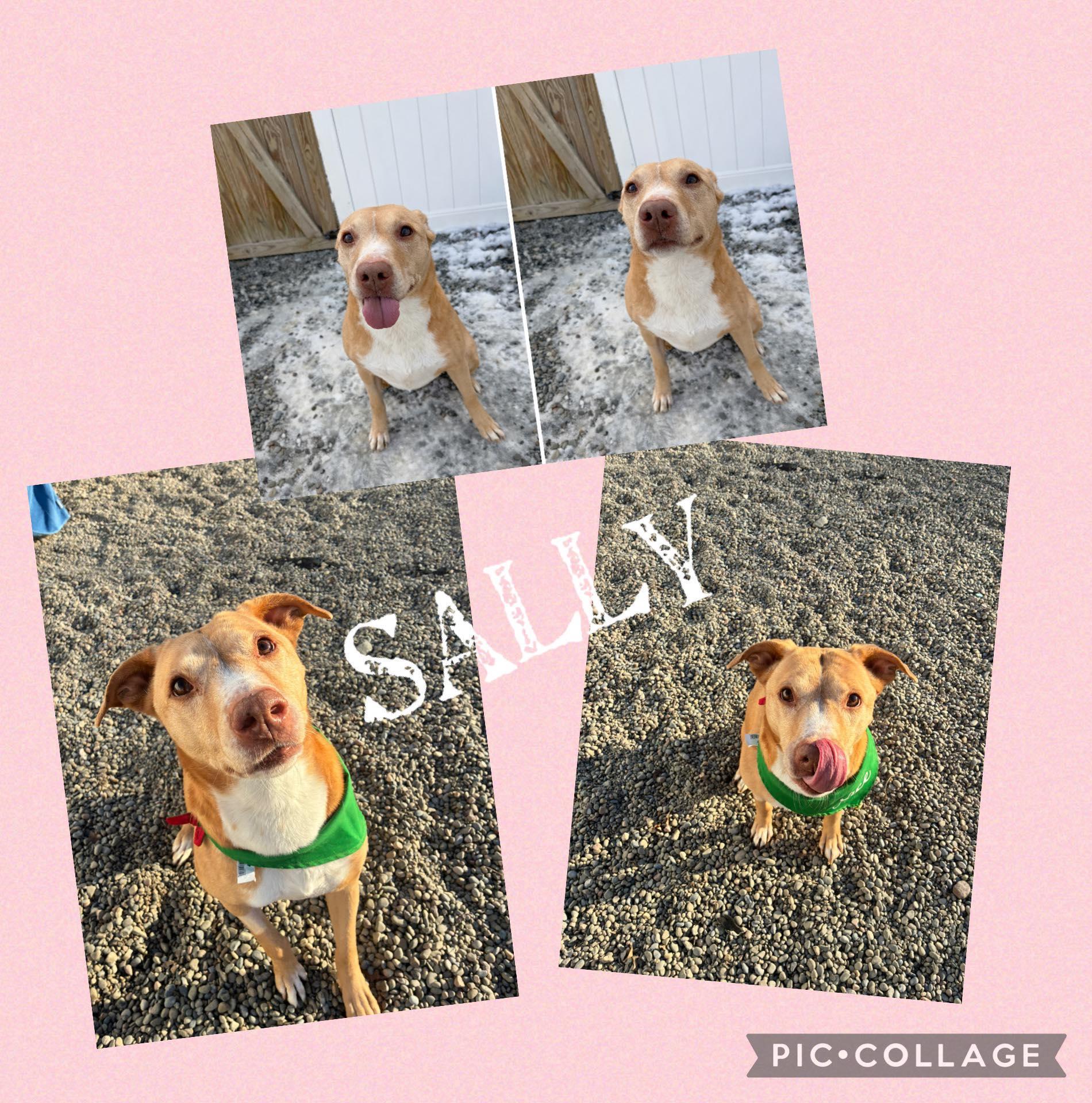 Sally, ADOPTABLE, Adult Female Labrador Retriever.