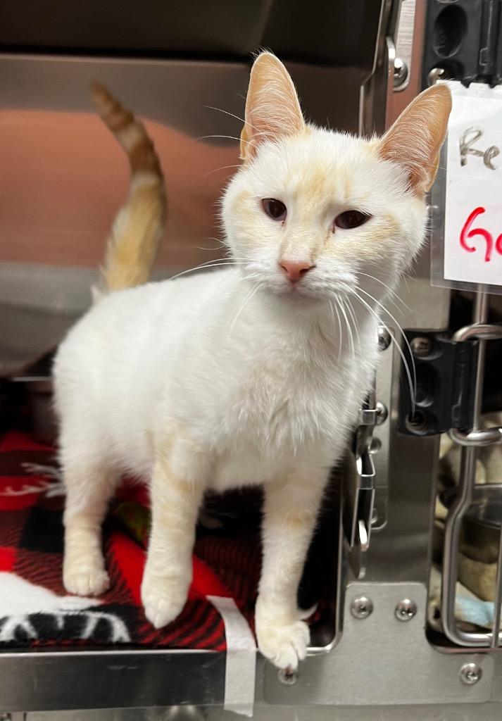 Snowball, Adoptable, Young Female Domestic Short Hair.