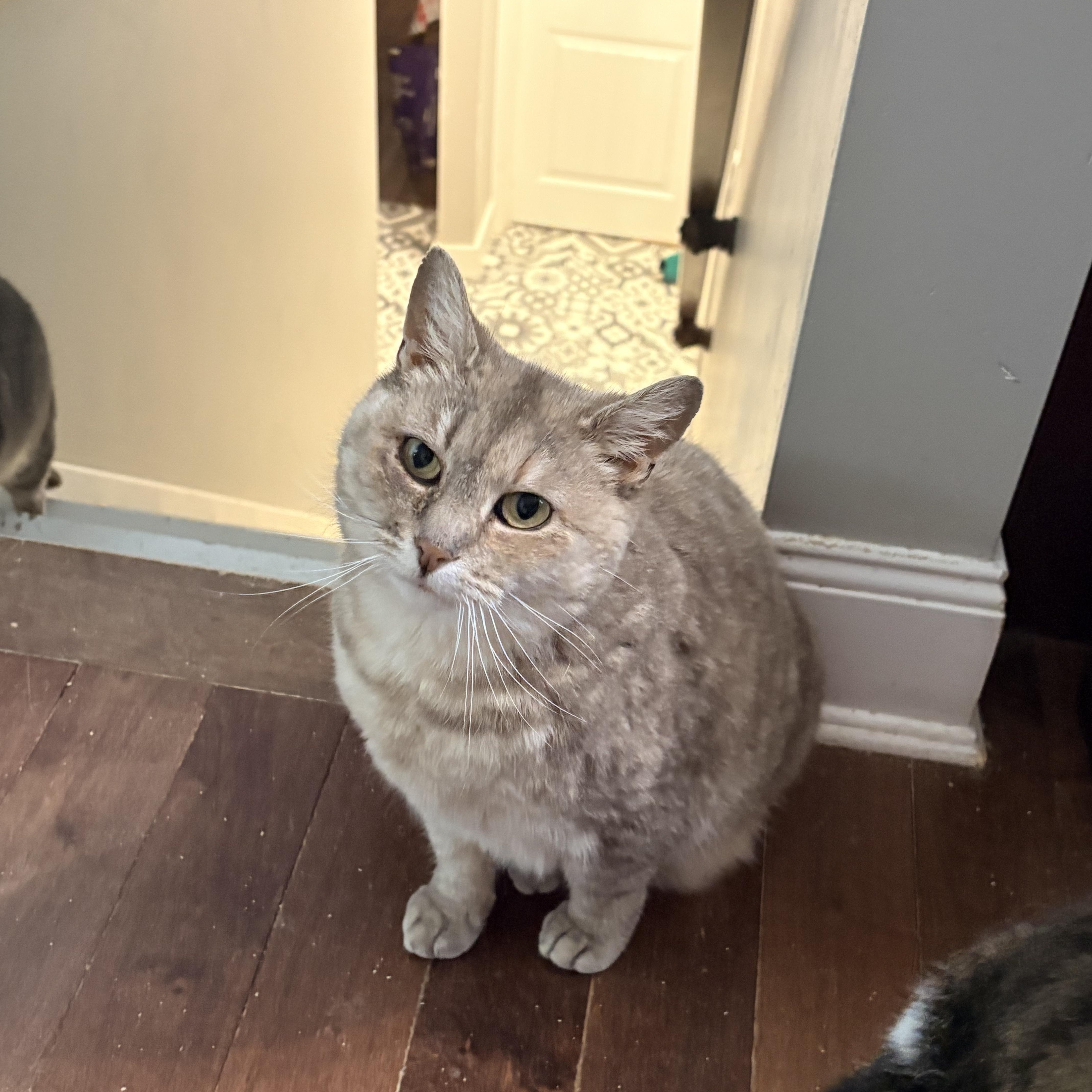 Rosie, adopted, Adult Female Domestic Short Hair.