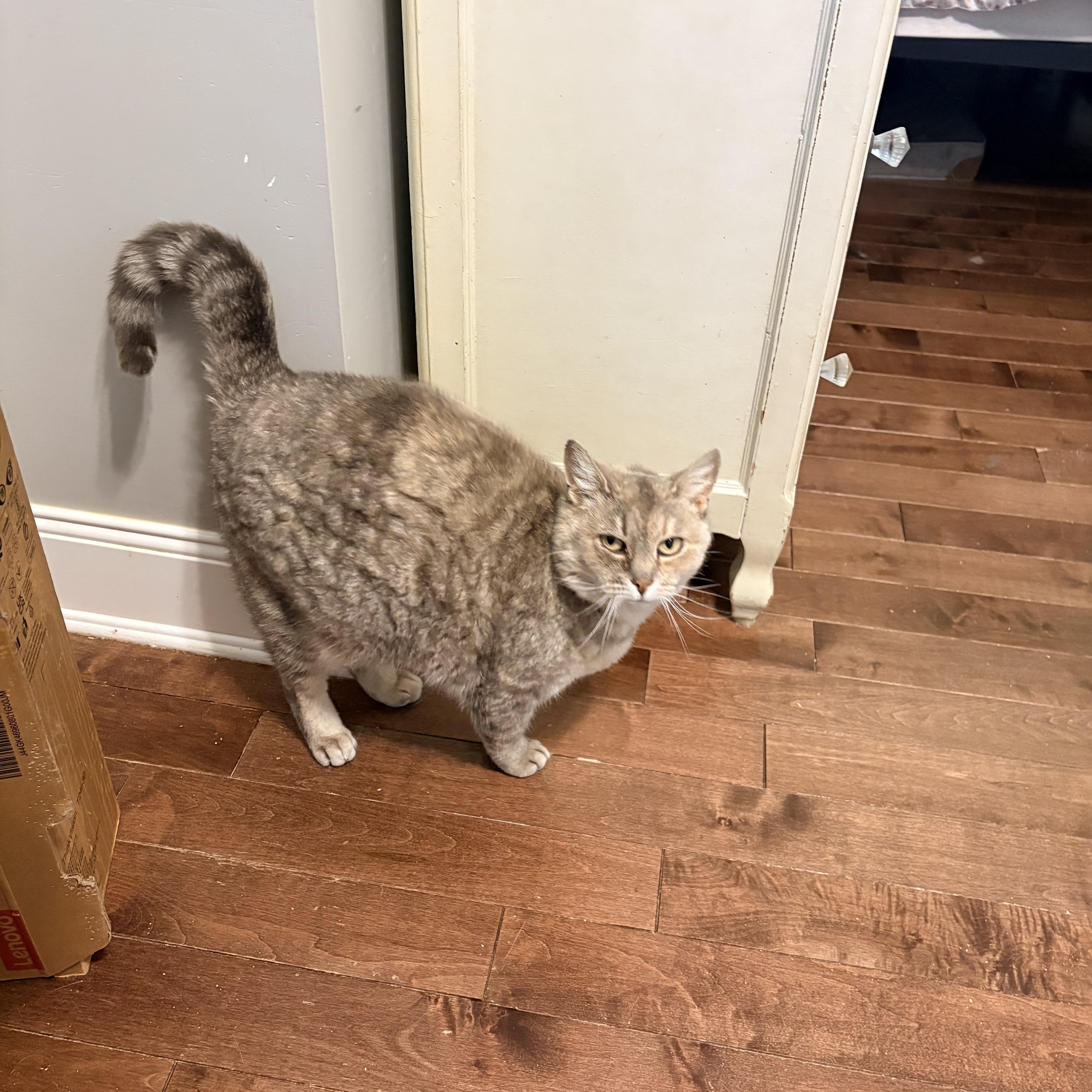Rosie, an adopted Domestic Short Hair in Fredericton, NB image 2/4