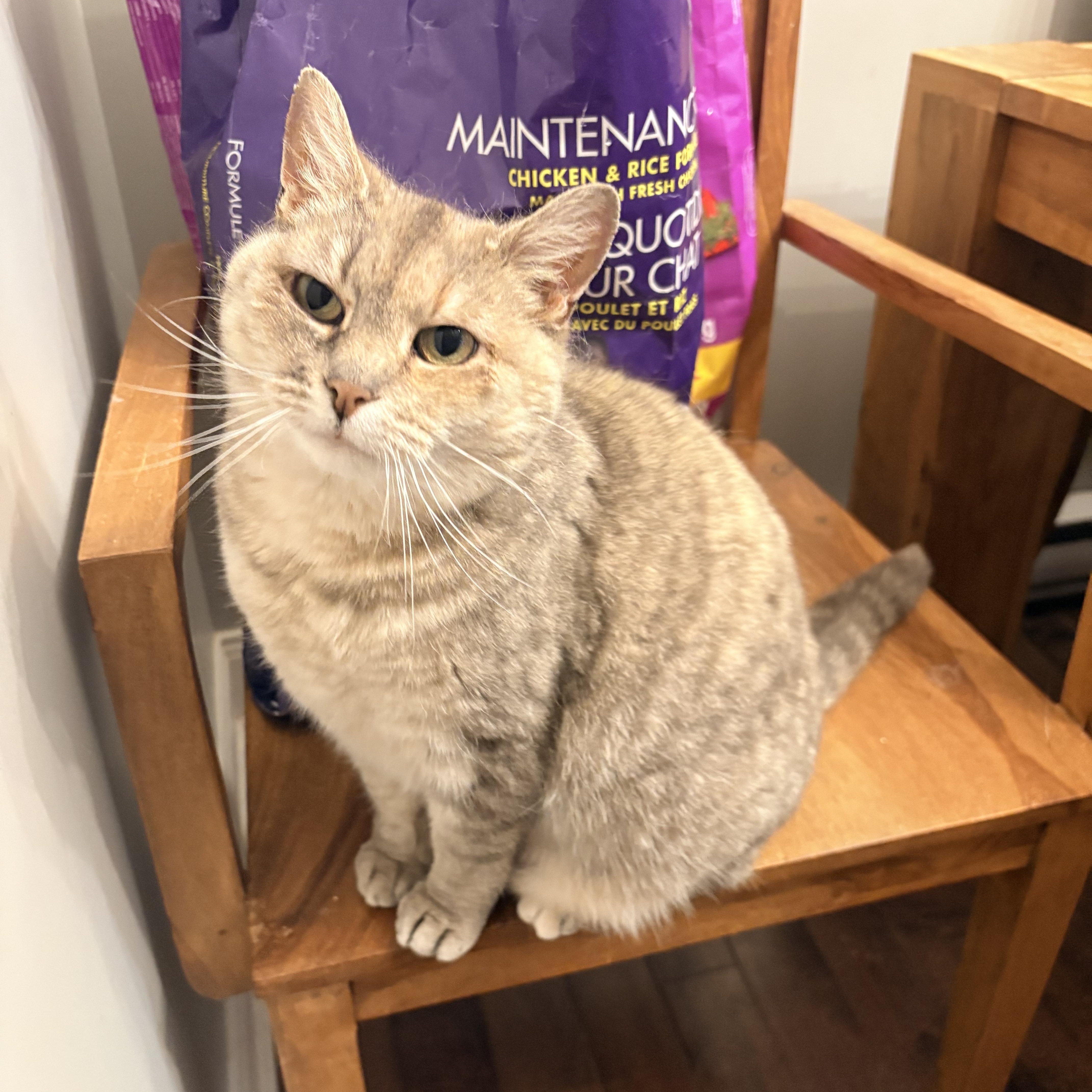Rosie, an adopted Domestic Short Hair in Fredericton, NB image 3/4