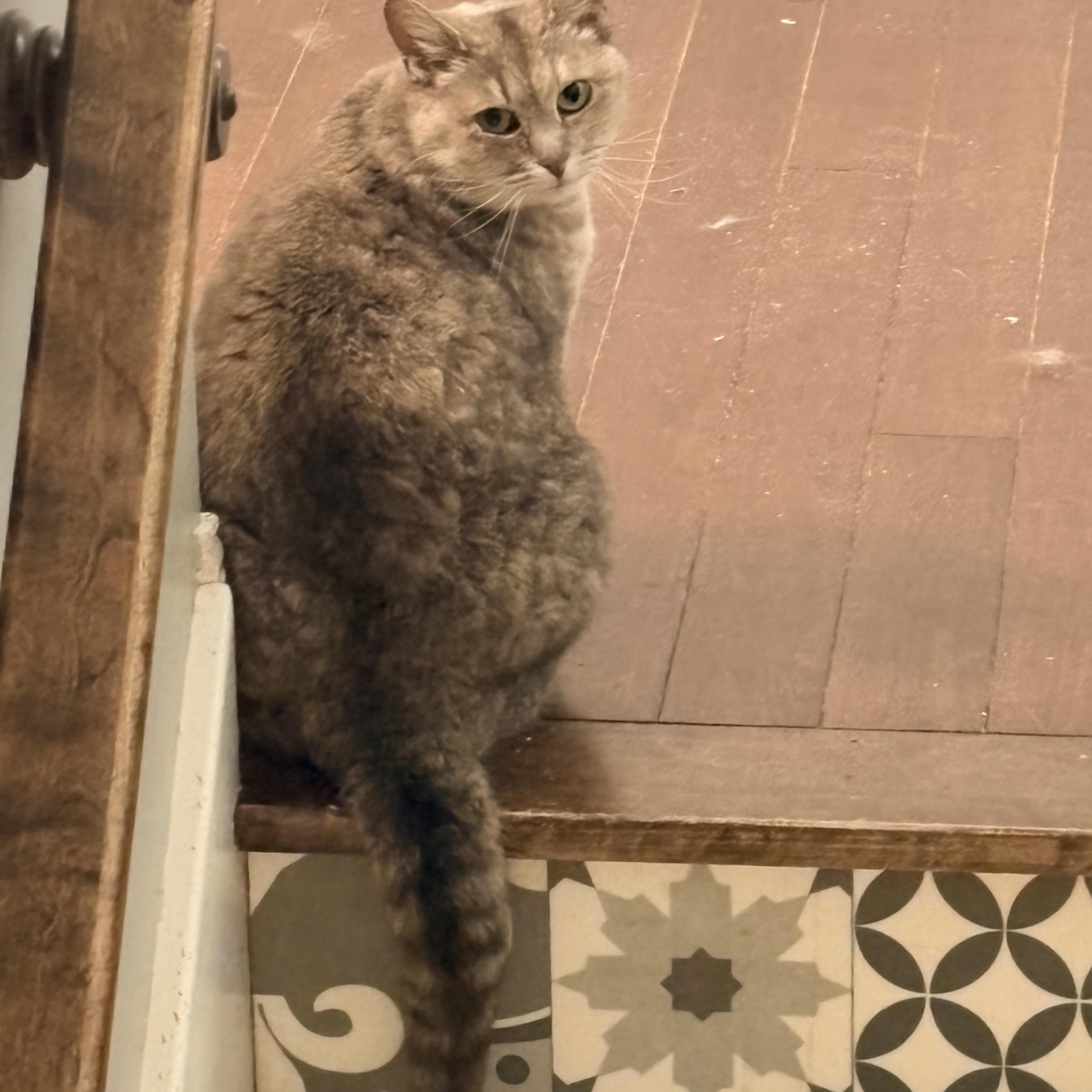 Rosie, an adopted Domestic Short Hair in Fredericton, NB image 4/4