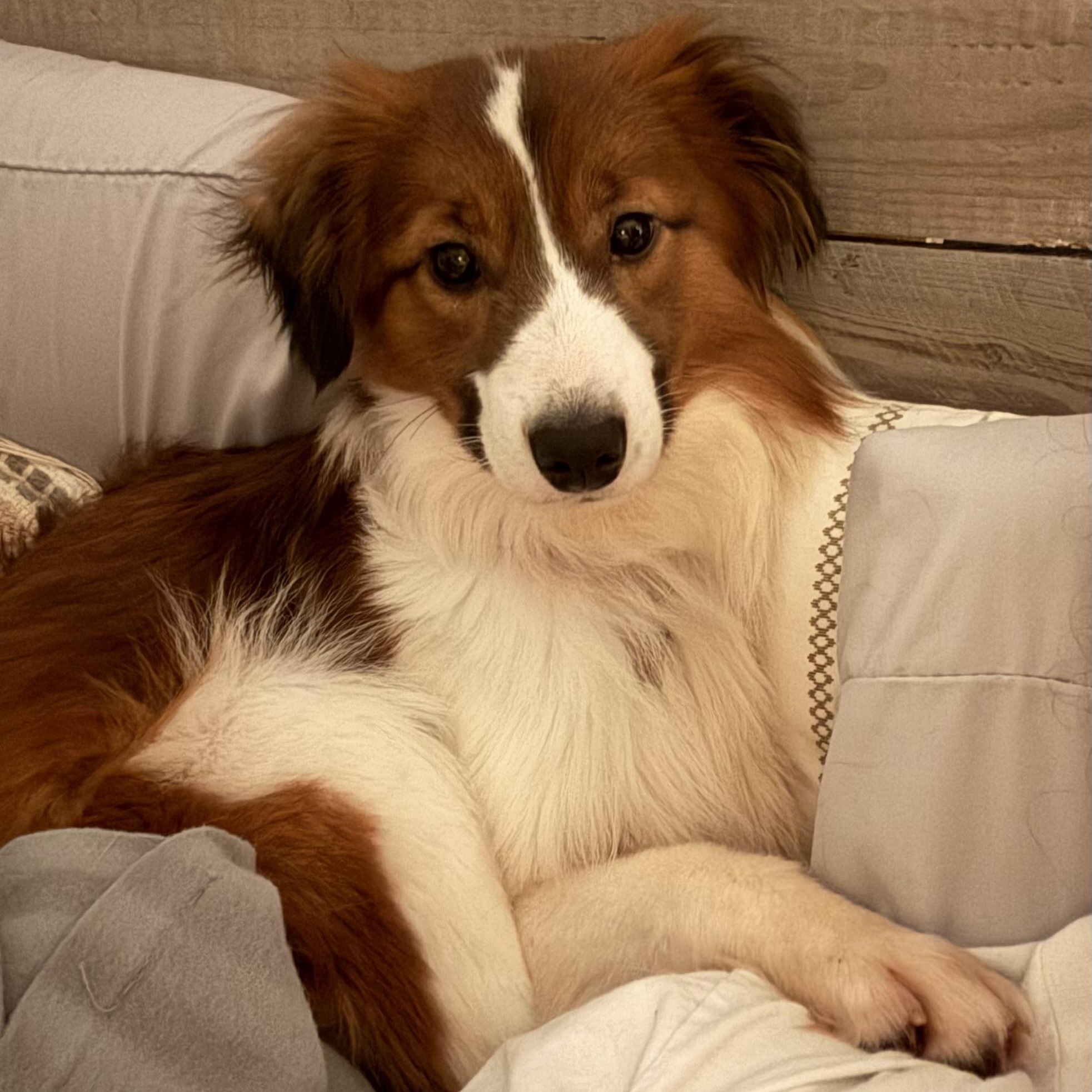 Booker, adoptable, Young Male Shetland Sheepdog / Sheltie & Papillon.