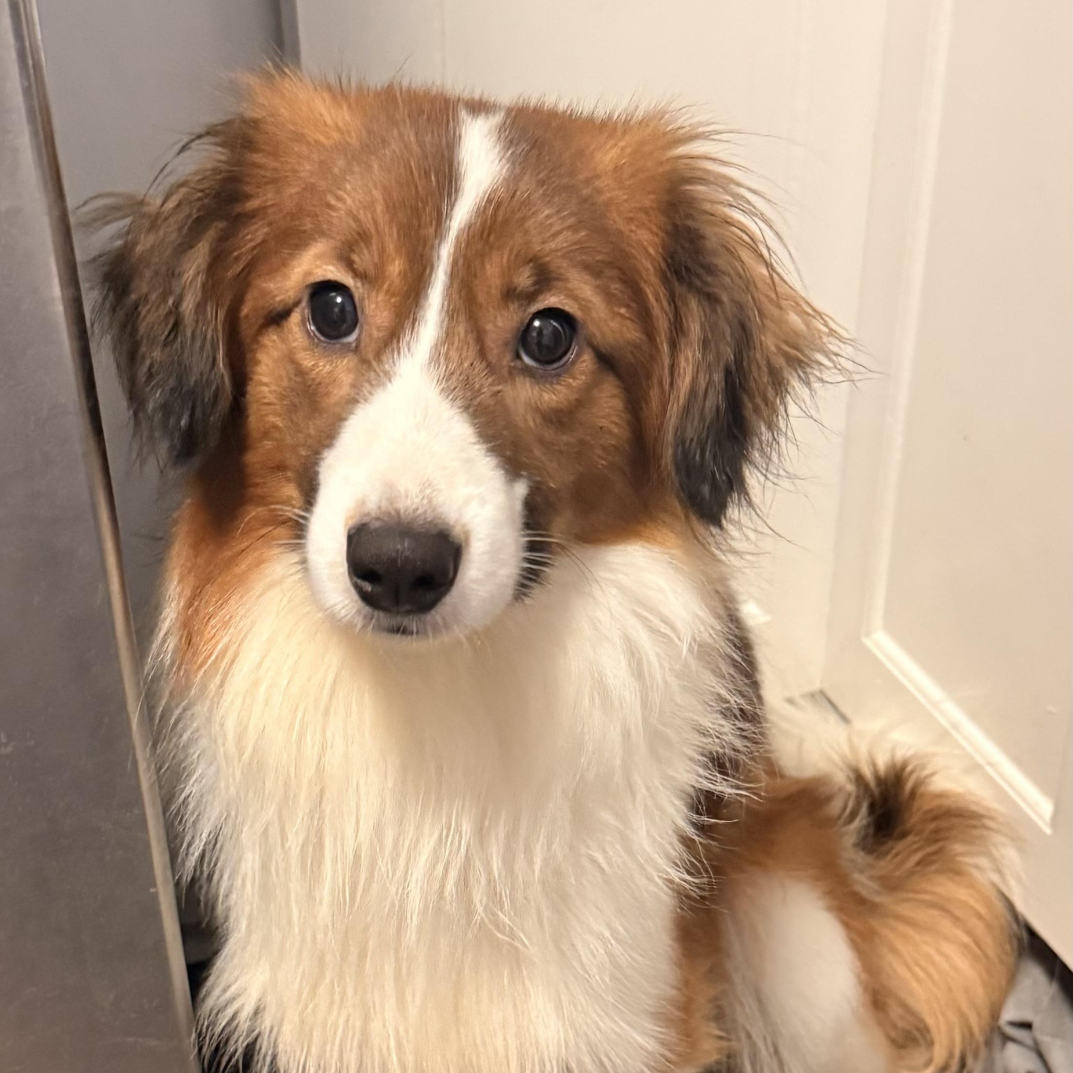 Enlarge Booker, an adoptable mixed breed in Charlotte, NC image 2/5