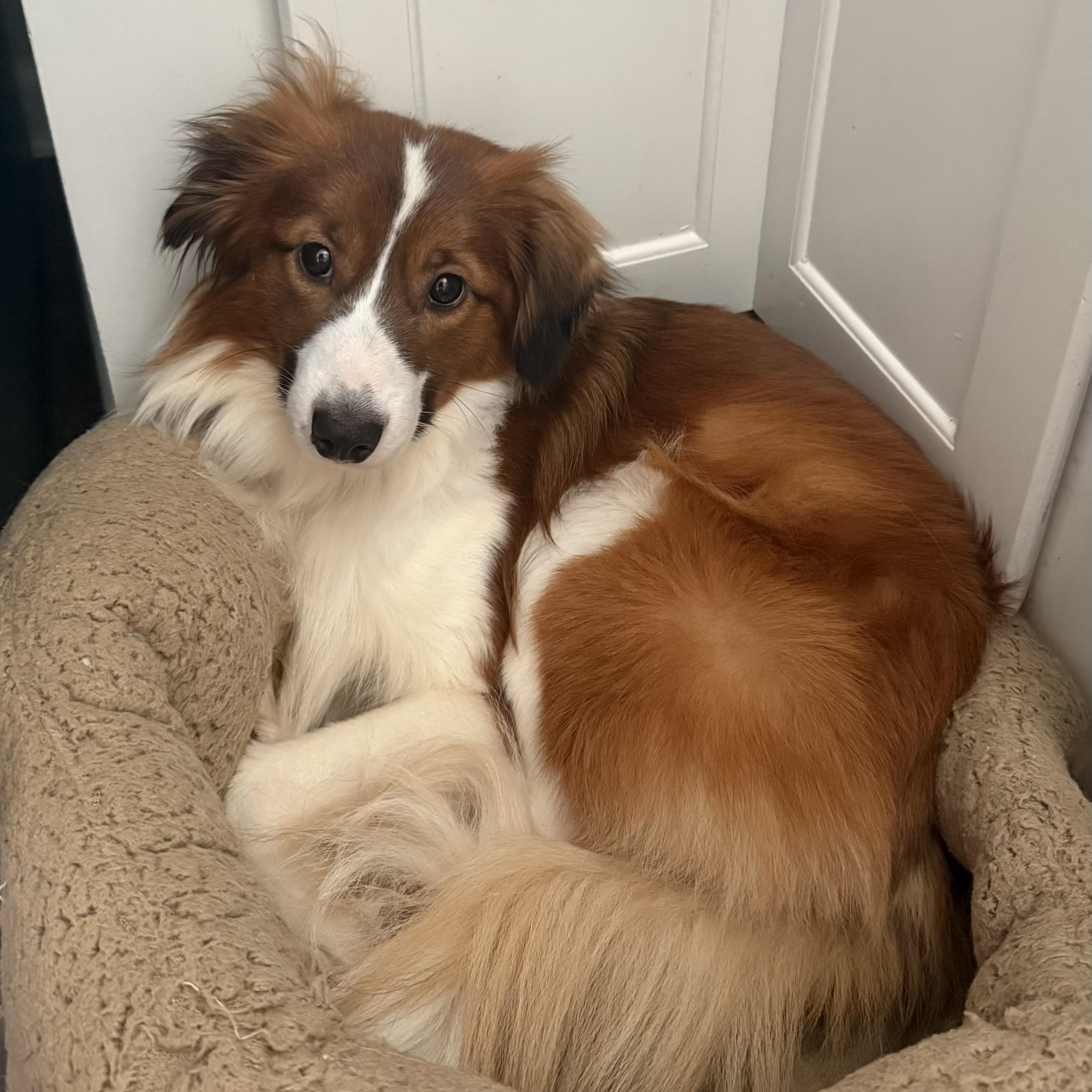 Enlarge Booker, an adoptable mixed breed in Charlotte, NC image 3/5