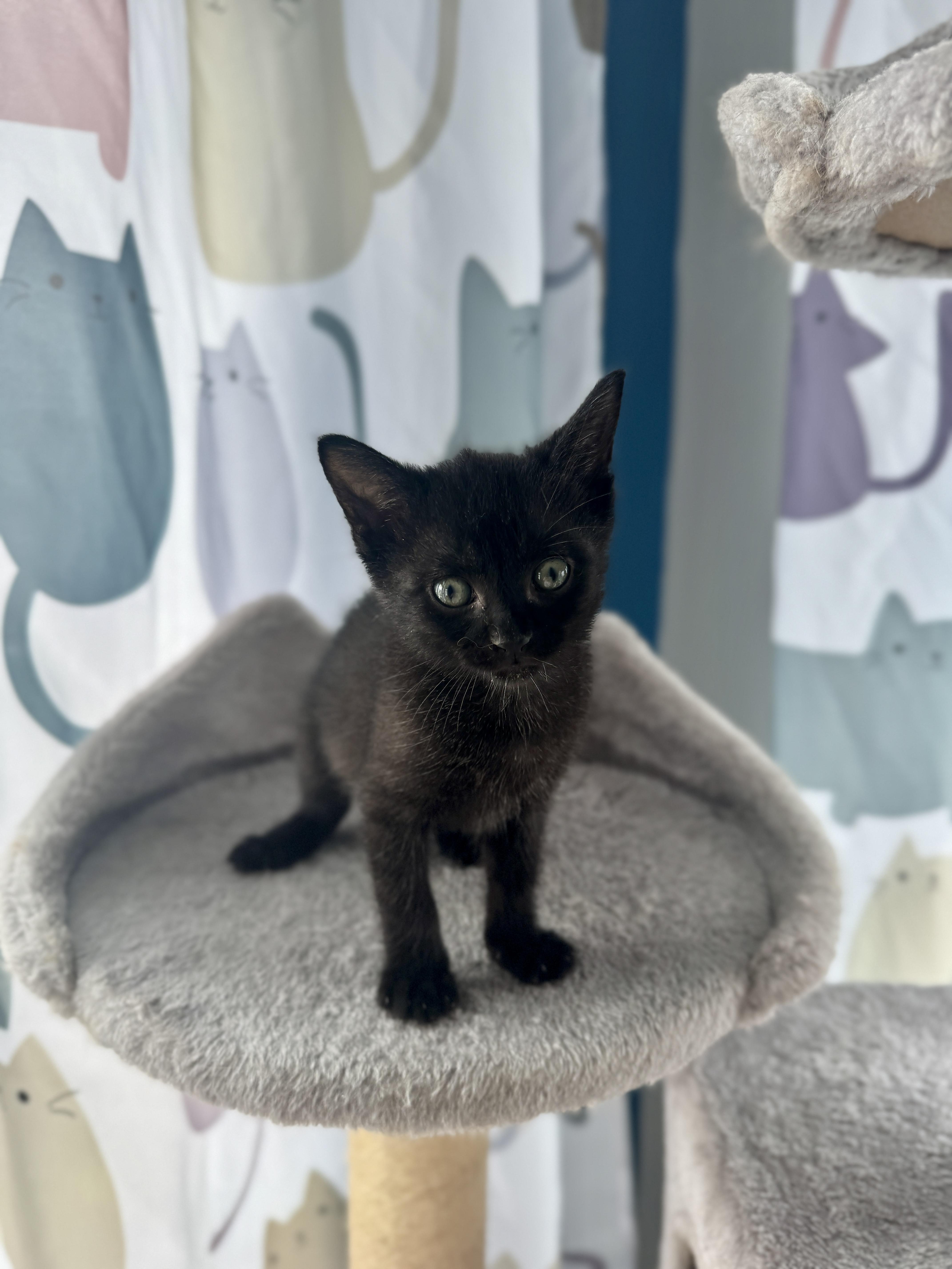 Remy, a Adopted Domestic Short Hair in Arverne, NY image 1/3