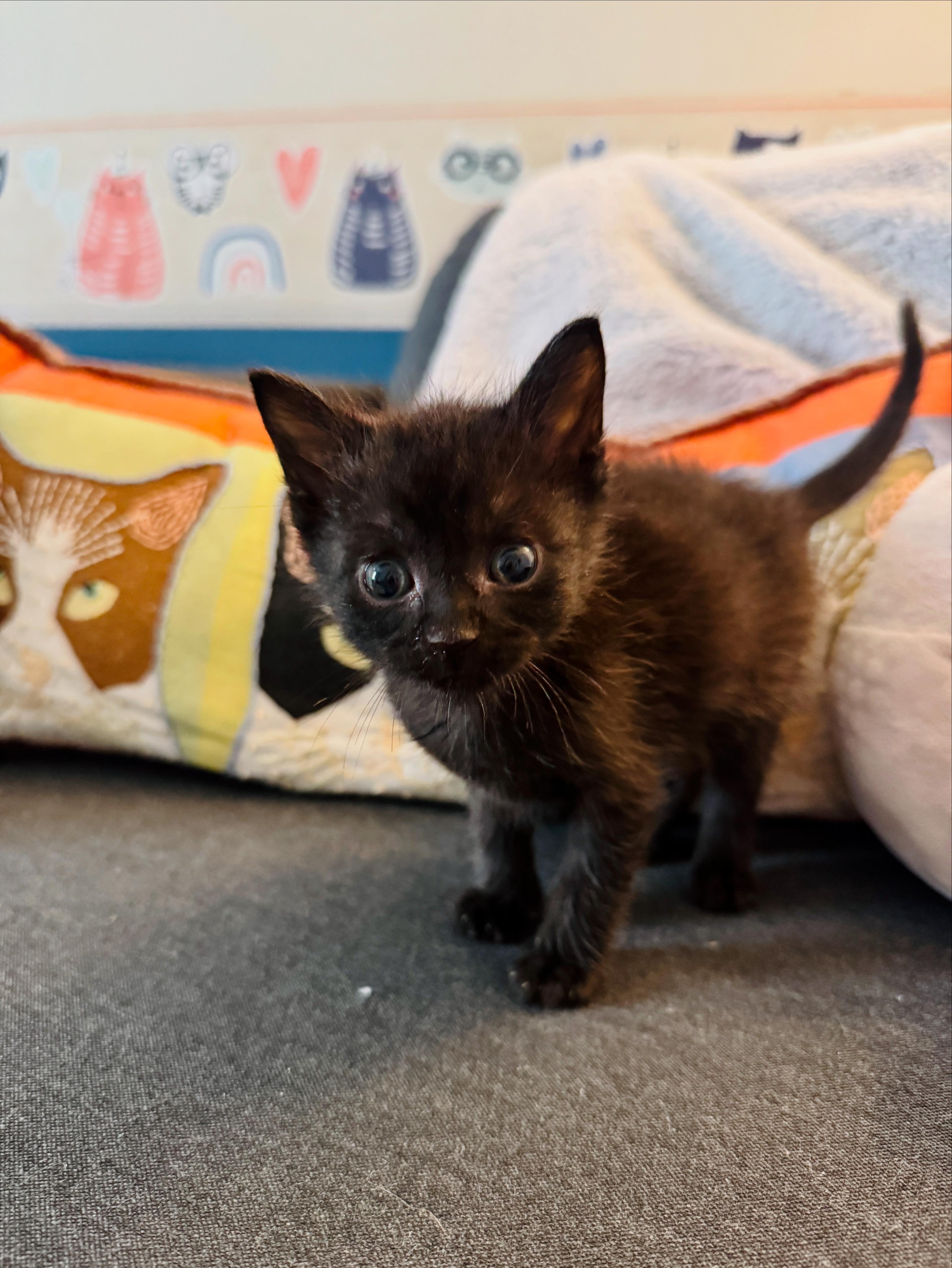 Remy, a Adopted Domestic Short Hair in Arverne, NY image 2/3