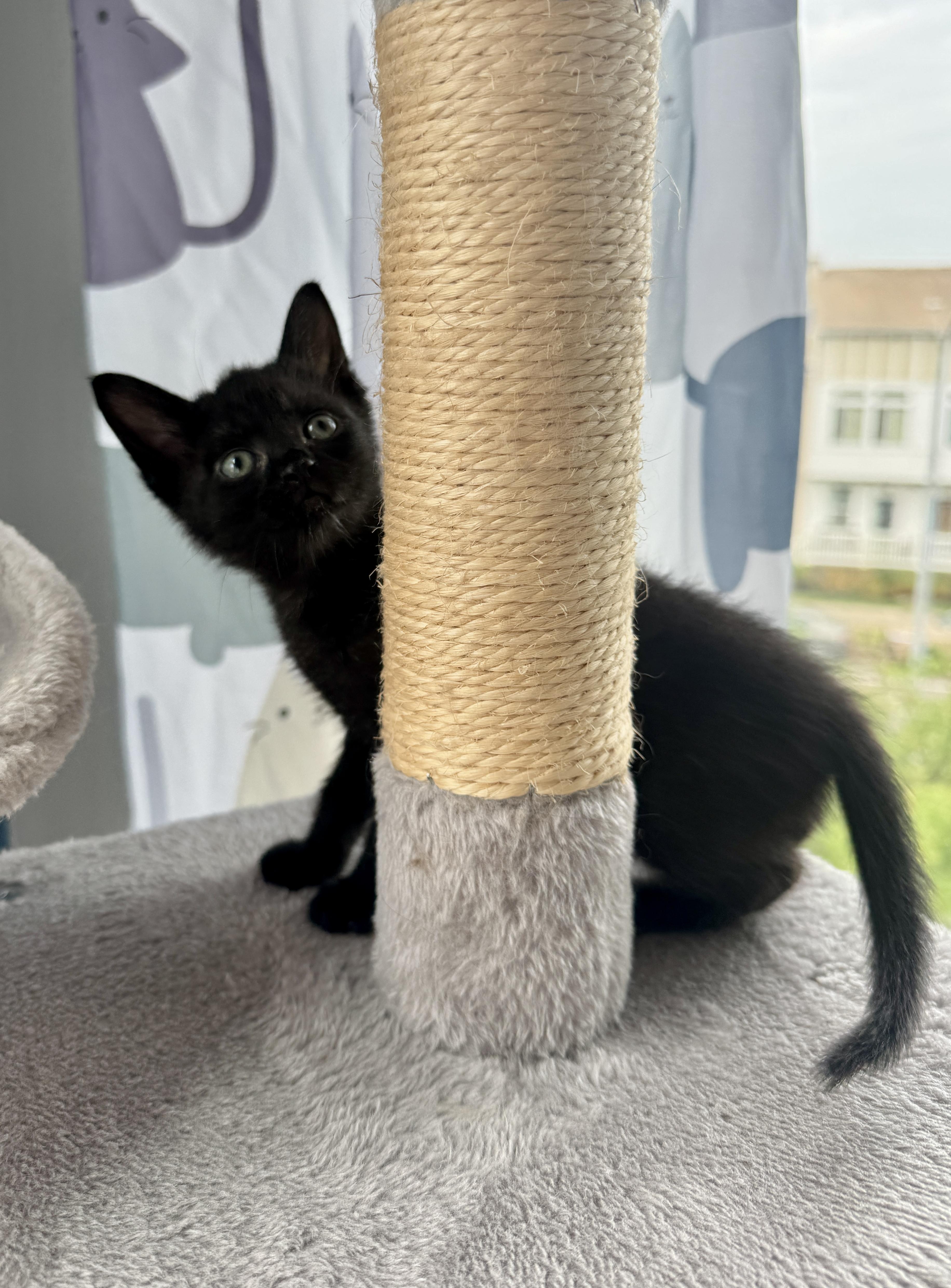 Remy, a Adopted Domestic Short Hair in Arverne, NY image 3/3