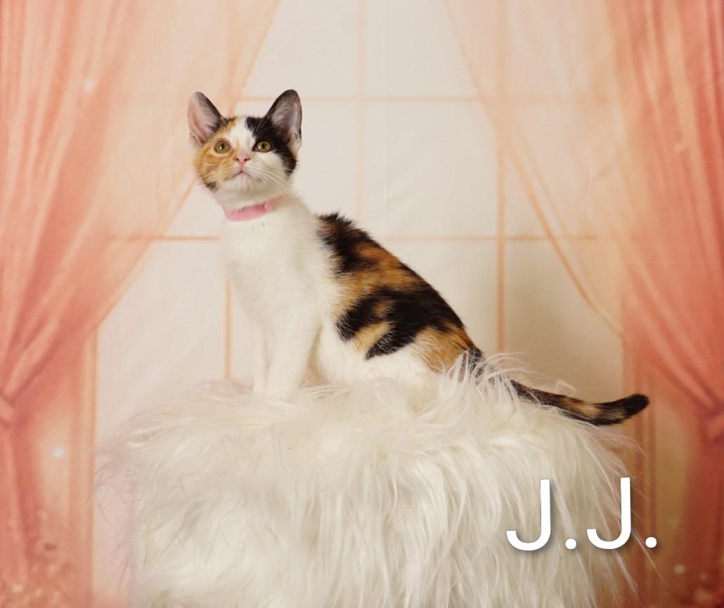 J.J., an adoptable Domestic Short Hair in Waterloo, IA image 2/5