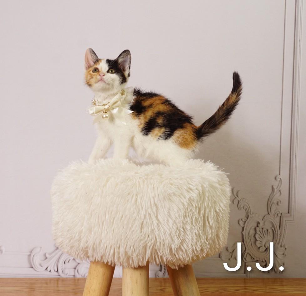 J.J., an adoptable Domestic Short Hair in Waterloo, IA image 4/5