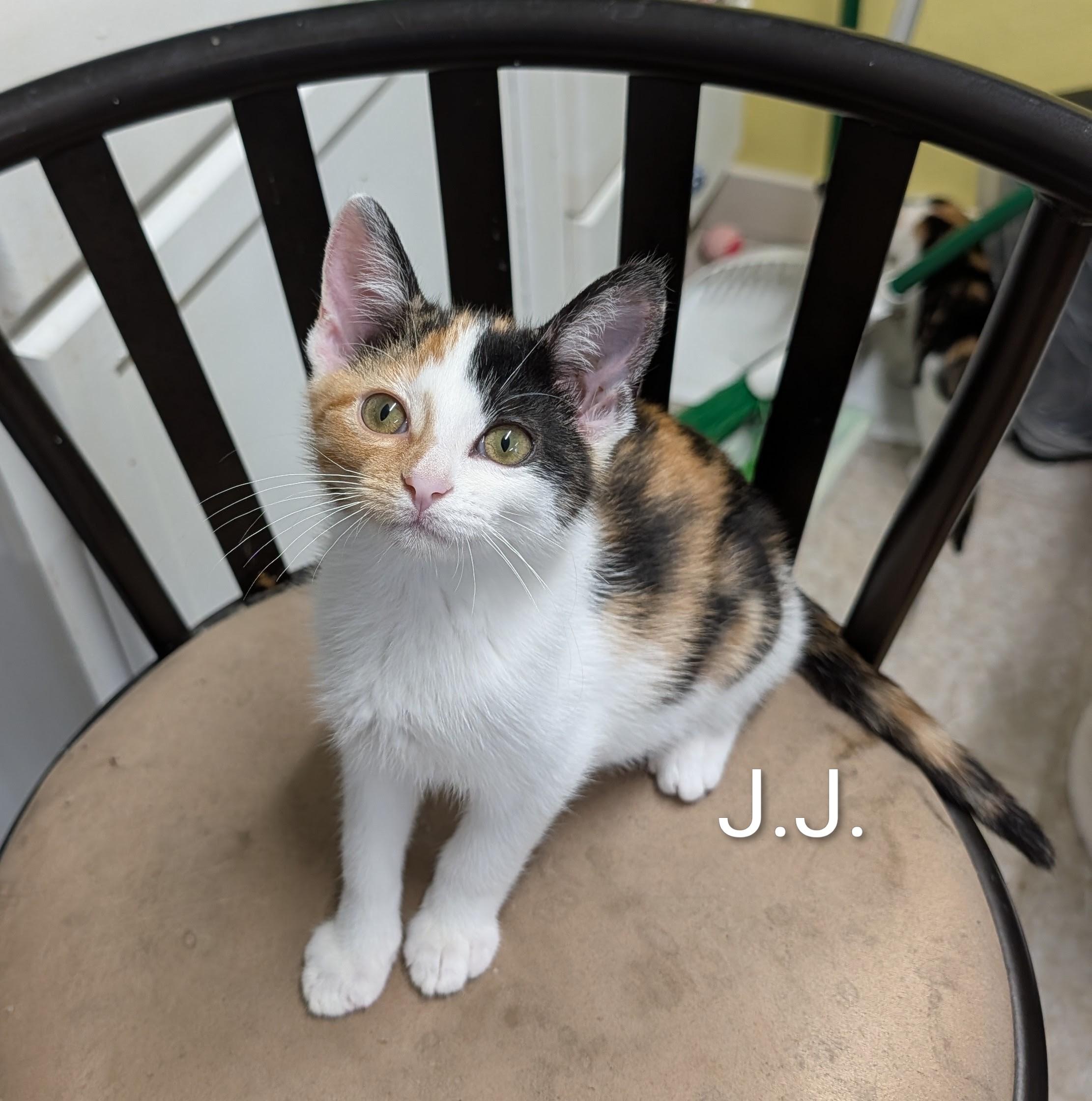 J.J., adoptable, Kitten Female Domestic Short Hair.