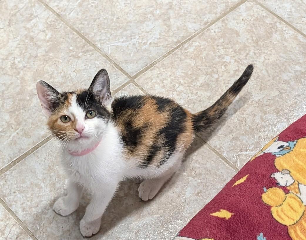 J.J., an adoptable Domestic Short Hair in Waterloo, IA image 3/5