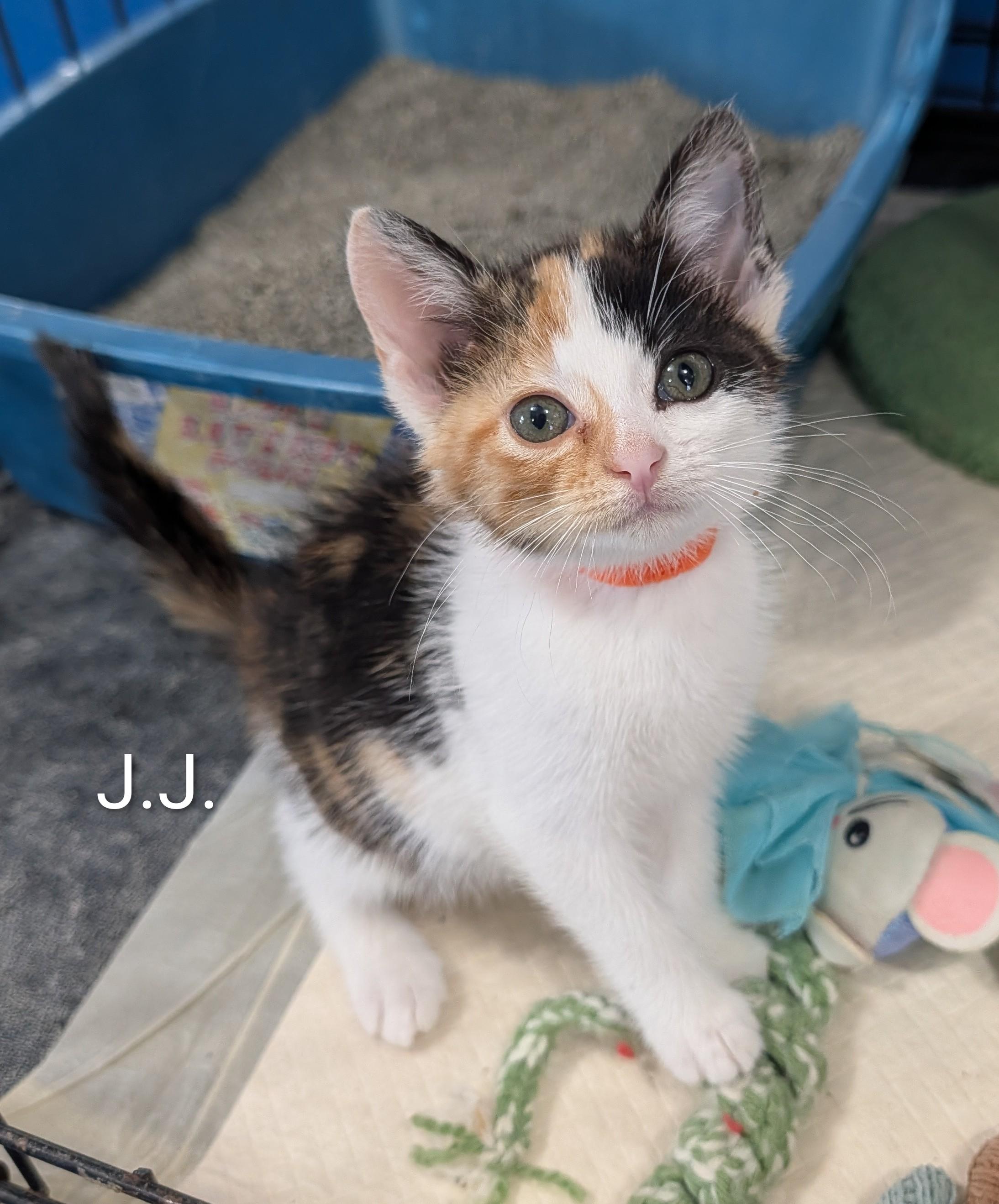 J.J., an adoptable Domestic Short Hair in Waterloo, IA image 5/5