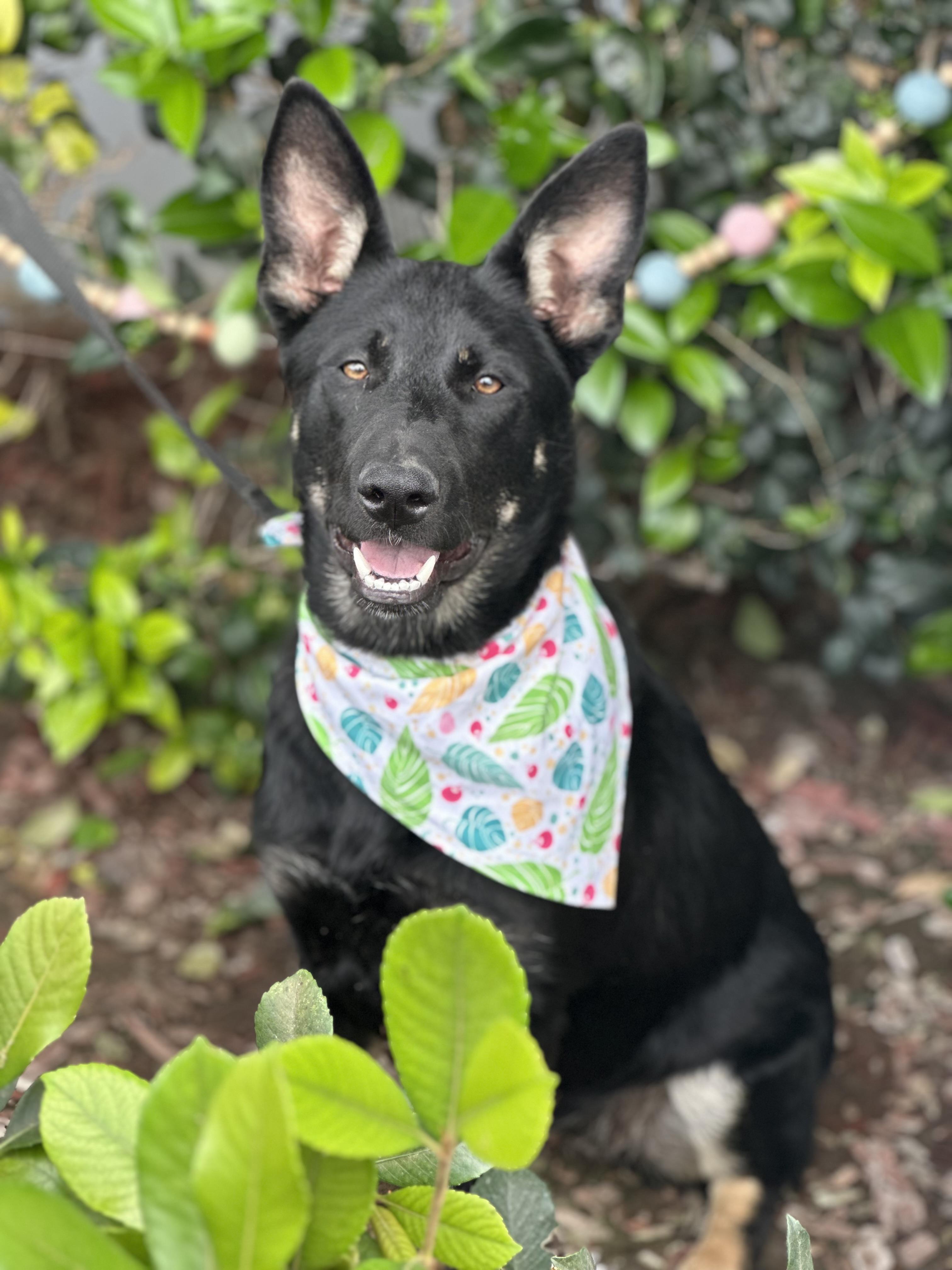 MORTISHA, a ADOPTABLE mixed breed in South El Monte, CA image 3/3