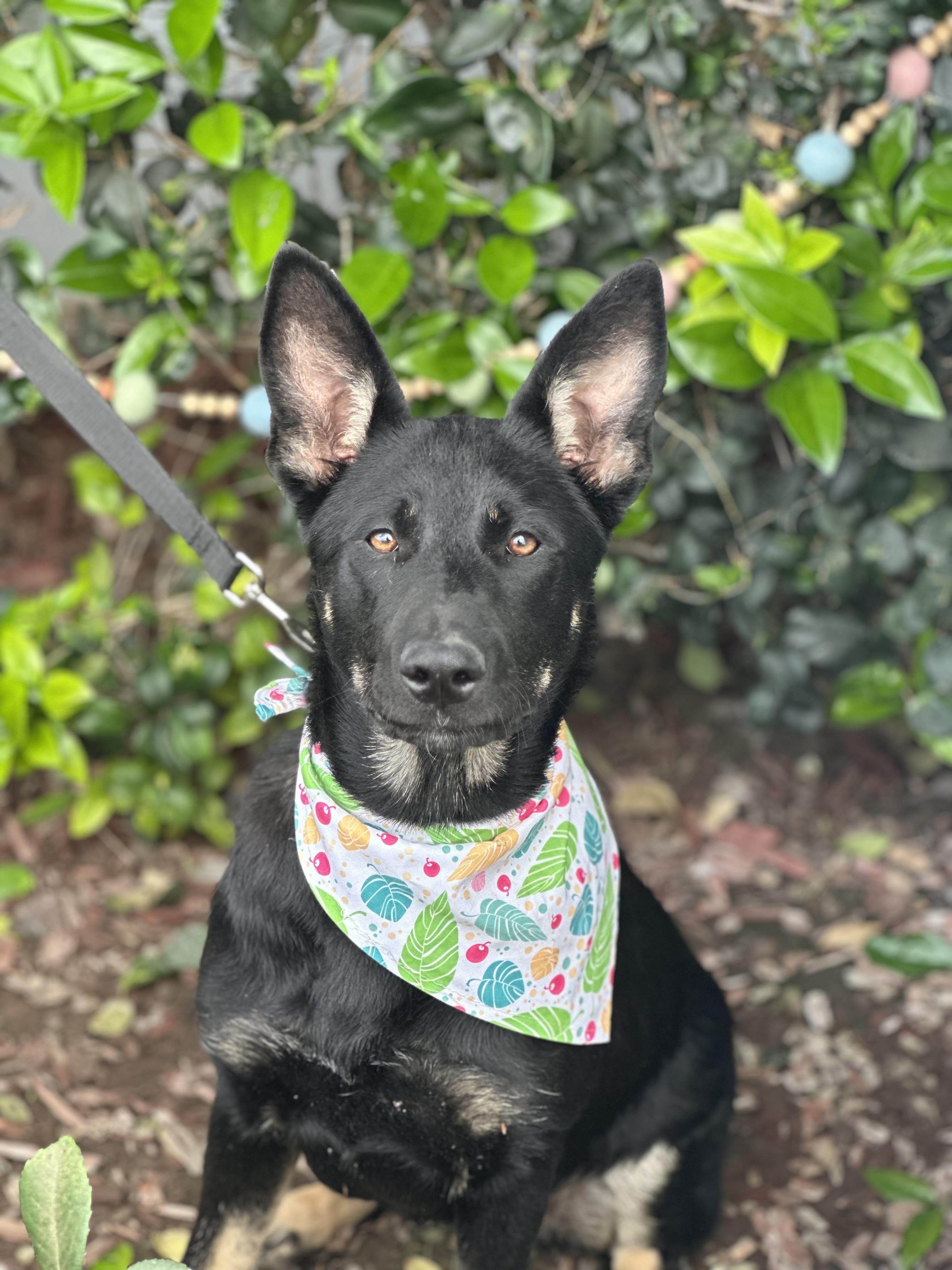 MORTISHA, ADOPTABLE, Young Female Australian Shepherd & Dutch Shepherd.