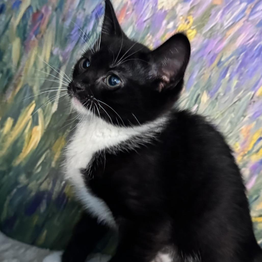 Enlarge Kimber, a Adoptable Domestic Short Hair in TITUSVILLE, FL image 1/2