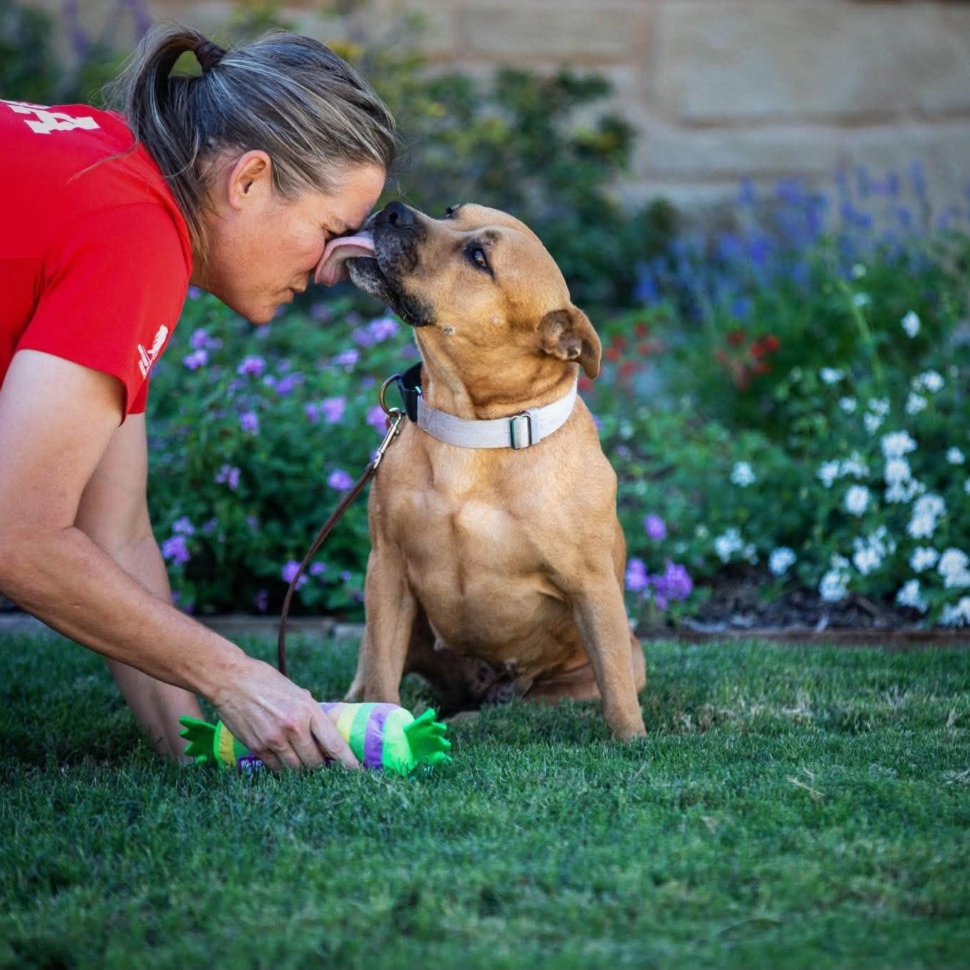 Enlarge Honey, a Adoptable American Staffordshire Terrier in Cleveland, OH image 1/5