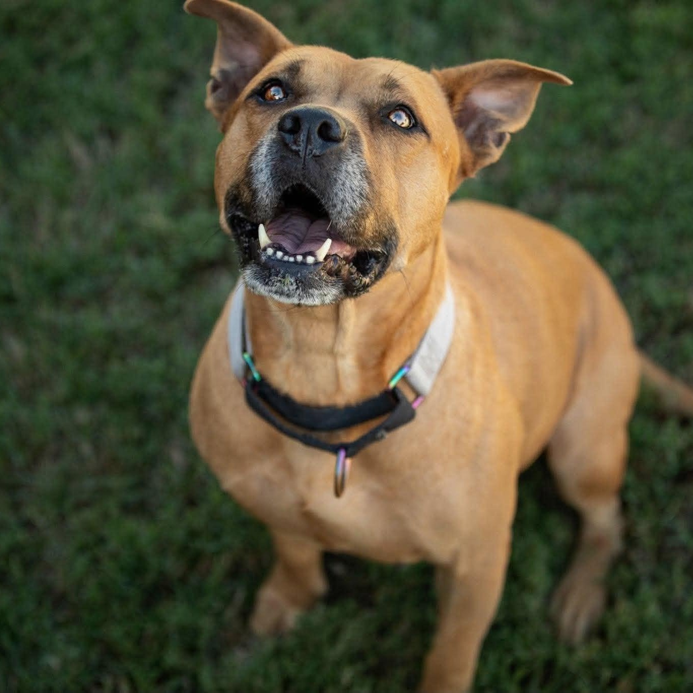 Enlarge Honey, a Adoptable American Staffordshire Terrier in Cleveland, OH image 3/5