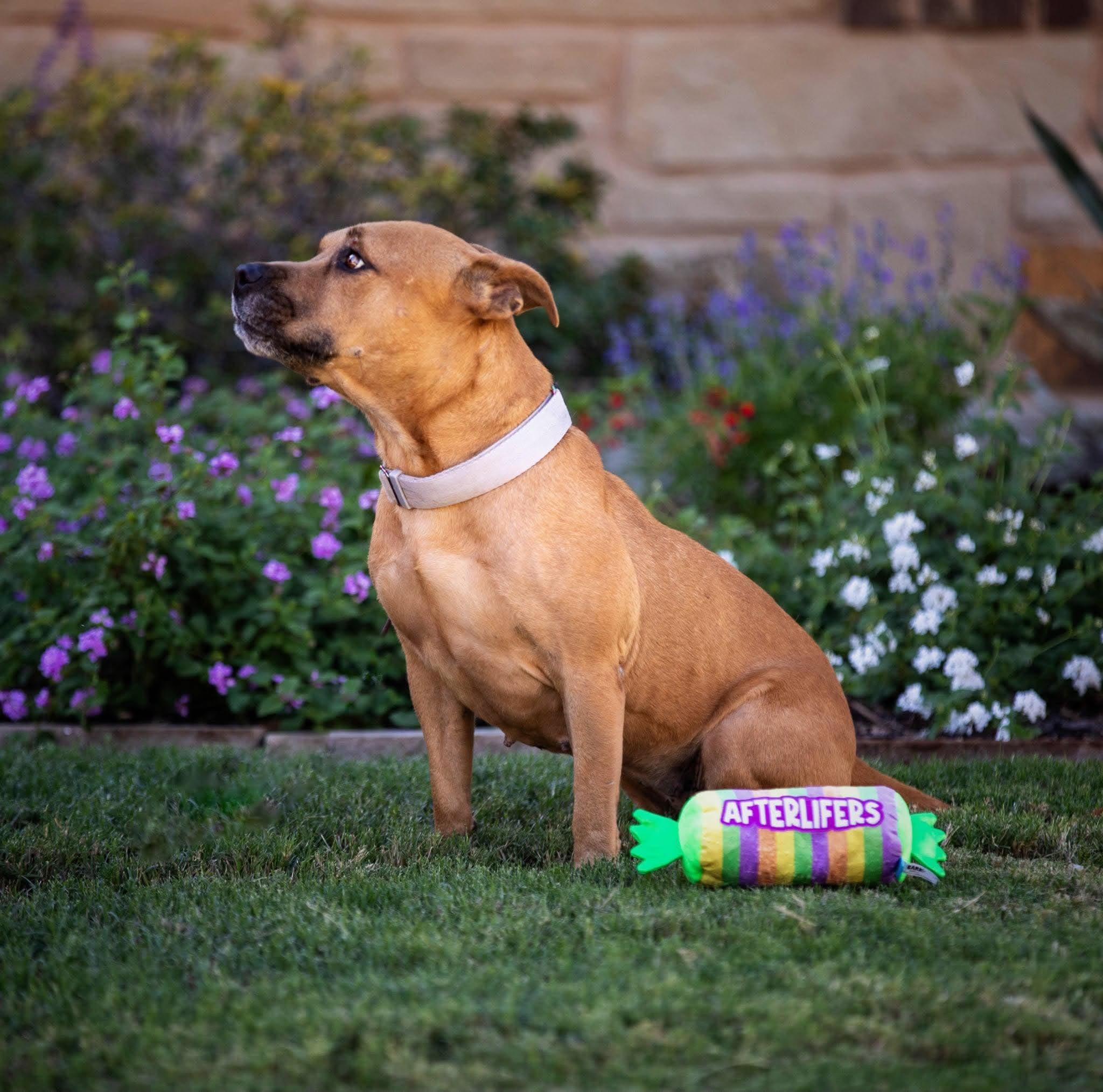 Enlarge Honey, a Adoptable American Staffordshire Terrier in Cleveland, OH image 5/5