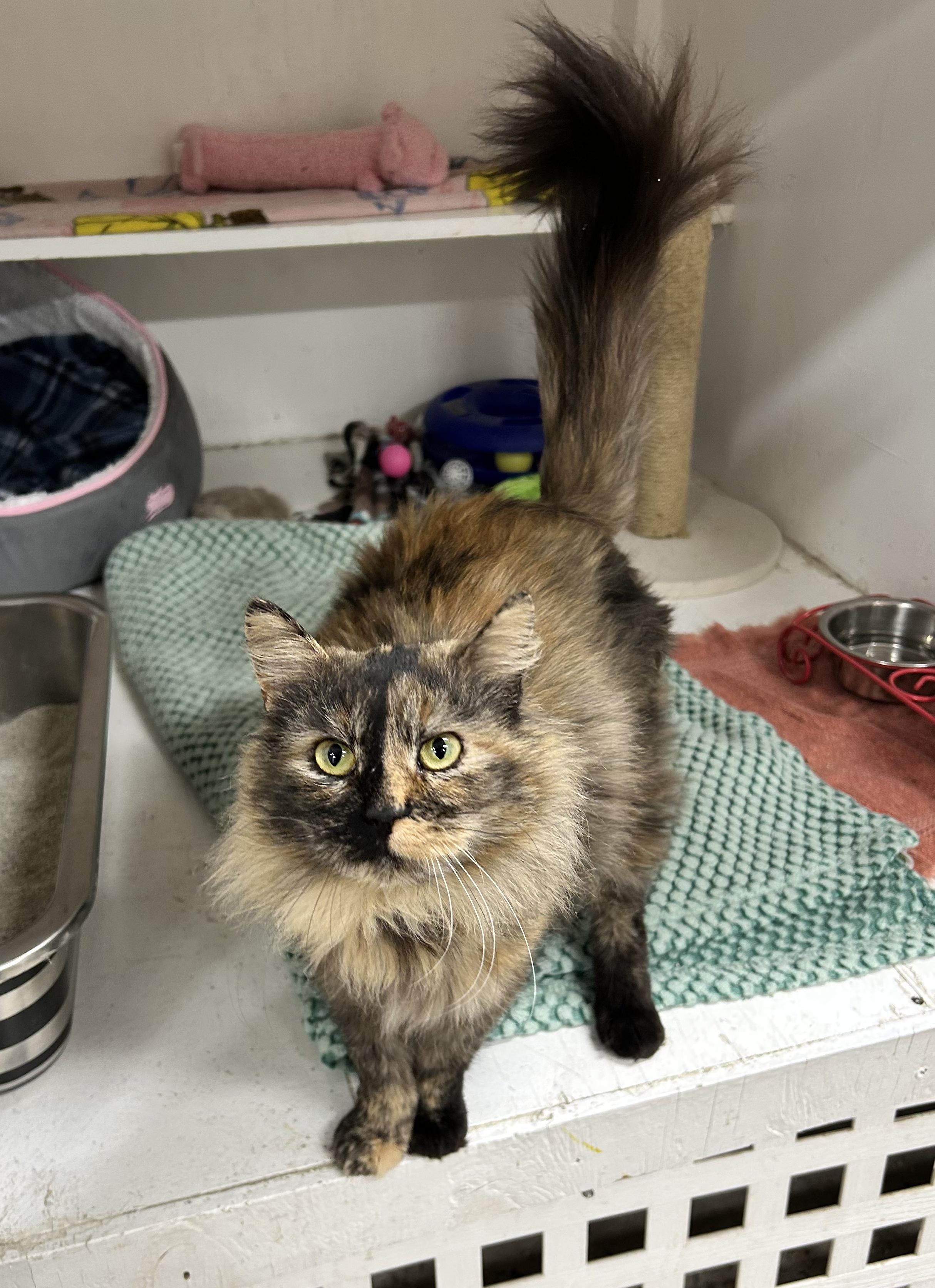 Enlarge Fern  **Adoption Pending!**, an adopted Domestic Medium Hair in Edgewood, MD image 3/5