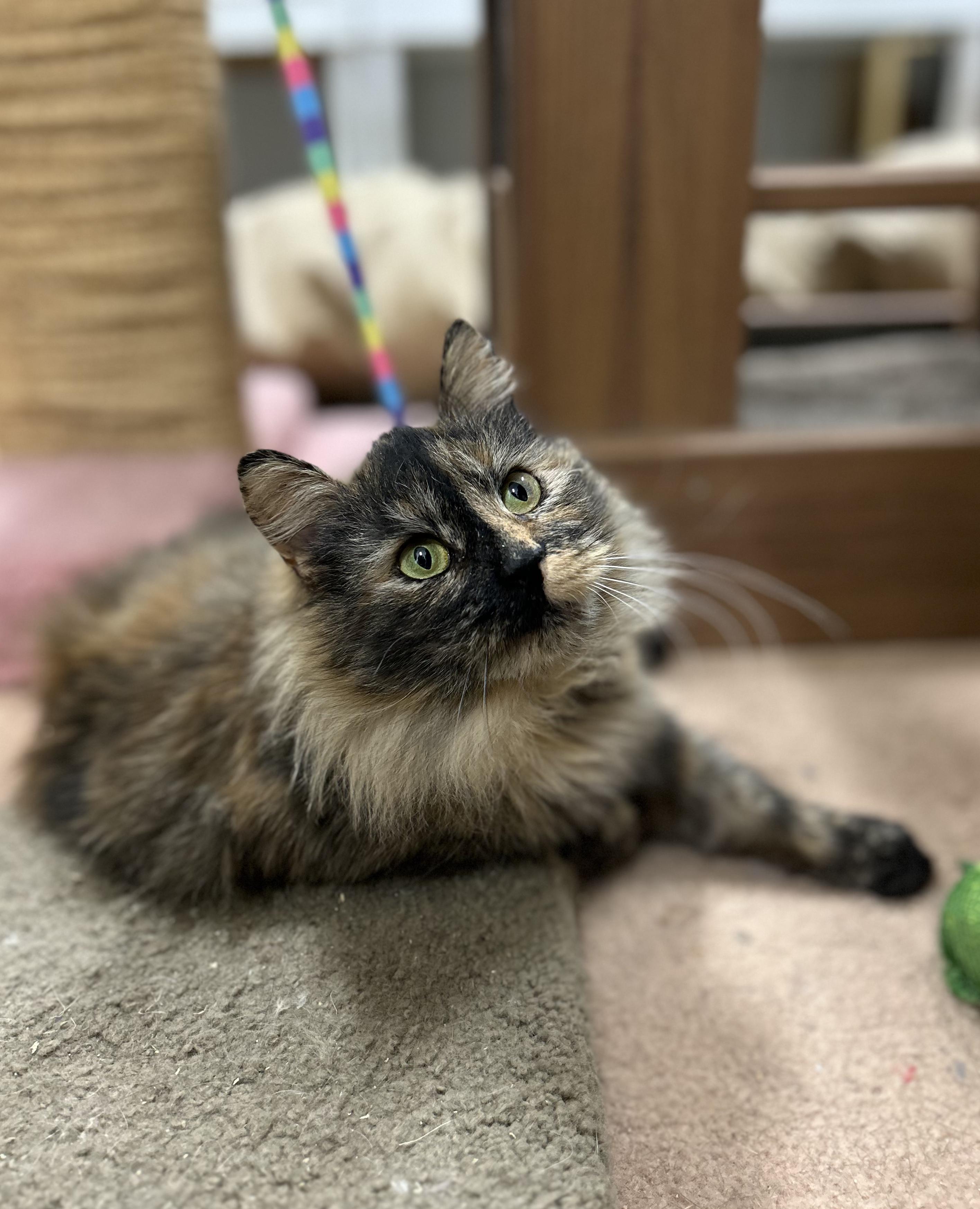 Enlarge Fern  **Adoption Pending!**, an adopted Domestic Medium Hair in Edgewood, MD image 1/5