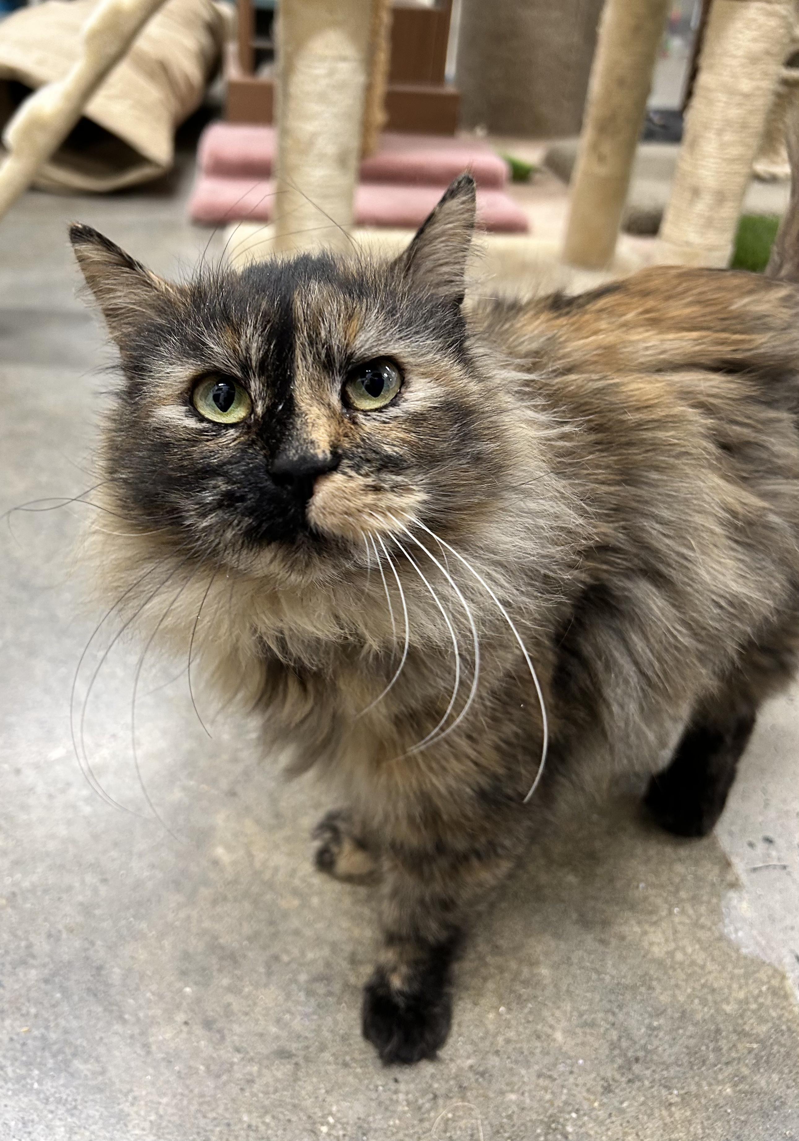 Enlarge Fern  **Adoption Pending!**, an adopted Domestic Medium Hair in Edgewood, MD image 2/5