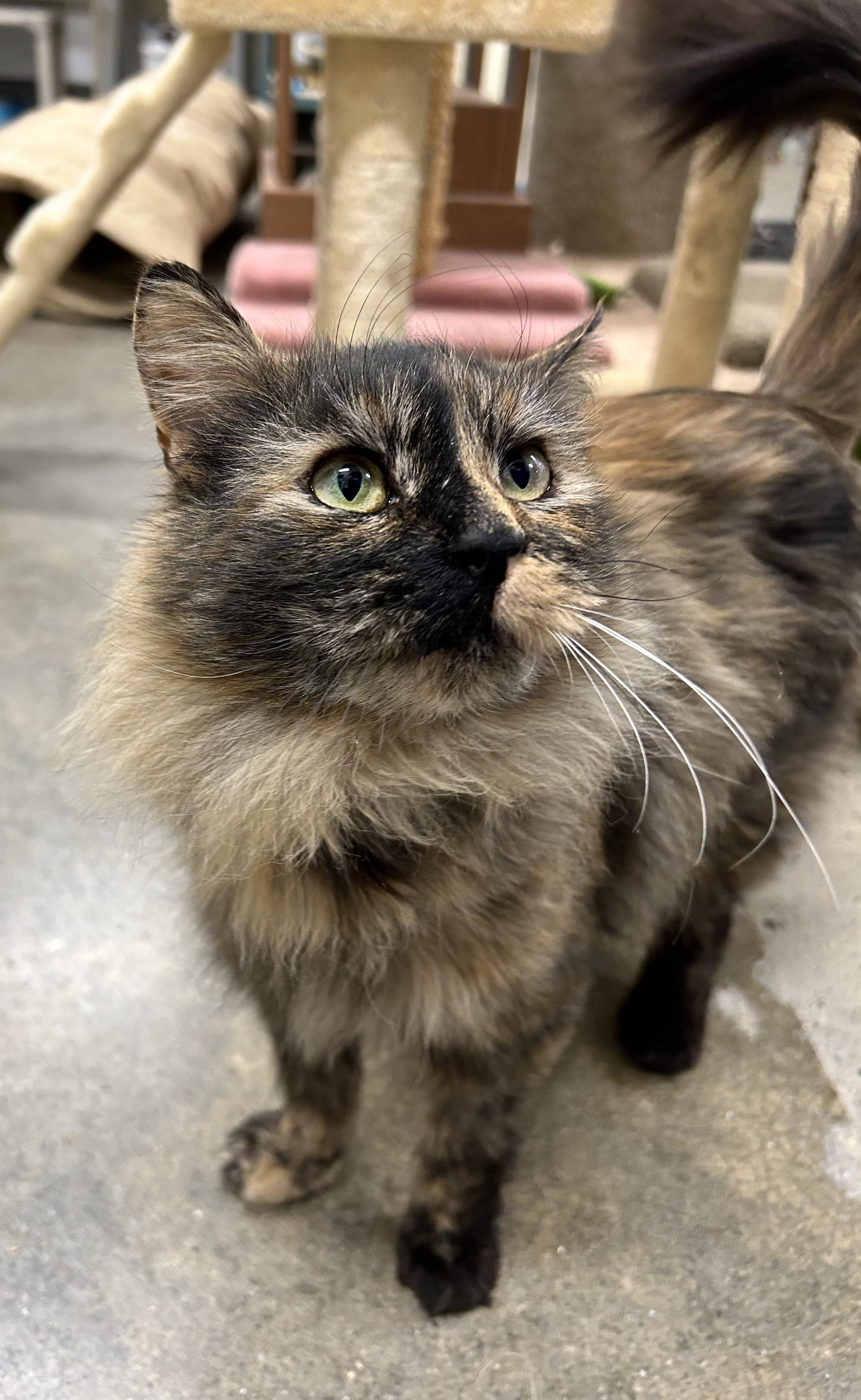 Enlarge Fern  **Adoption Pending!**, an adopted Domestic Medium Hair in Edgewood, MD image 4/5