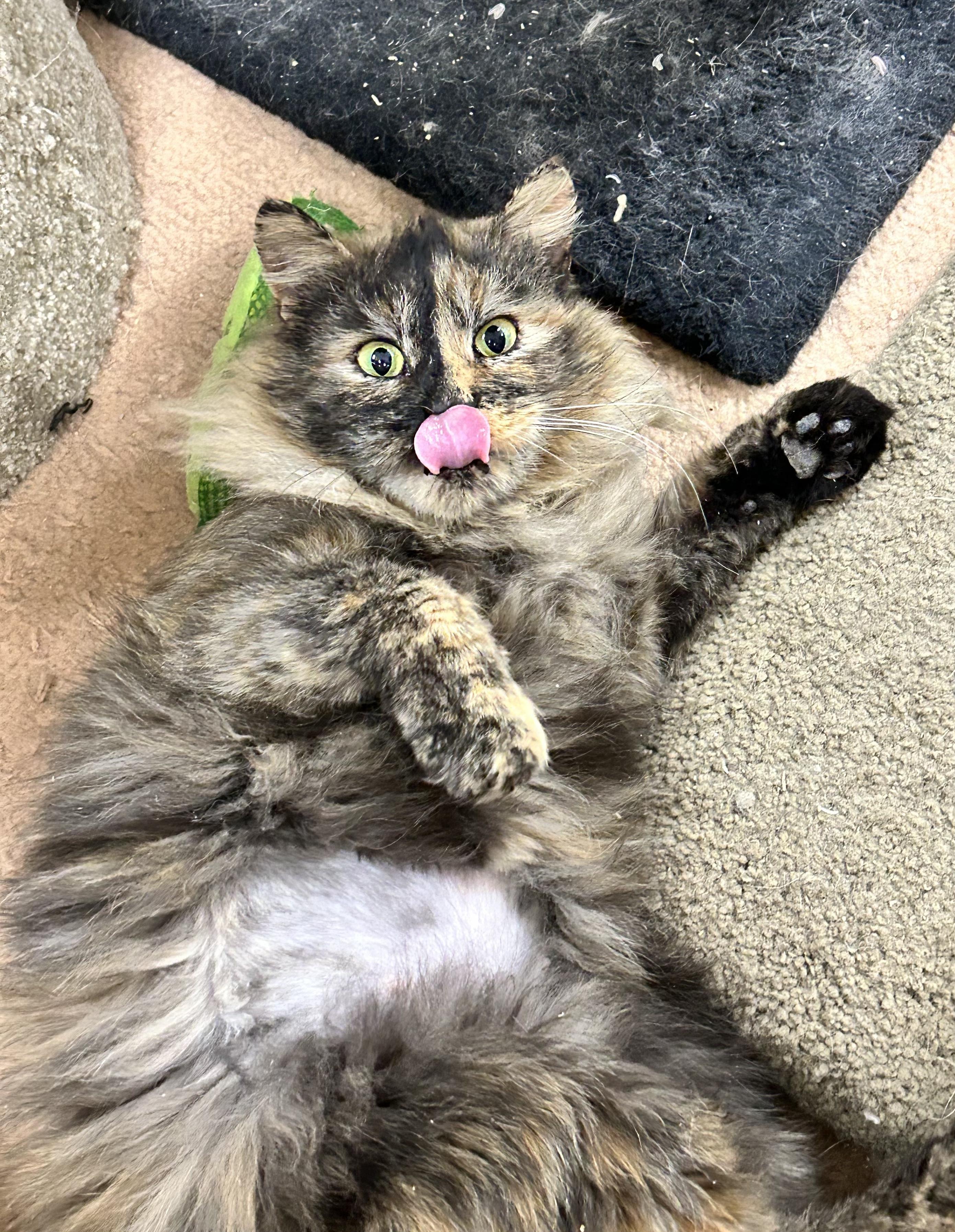 Enlarge Fern  **Adoption Pending!**, an adopted Domestic Medium Hair in Edgewood, MD image 5/5