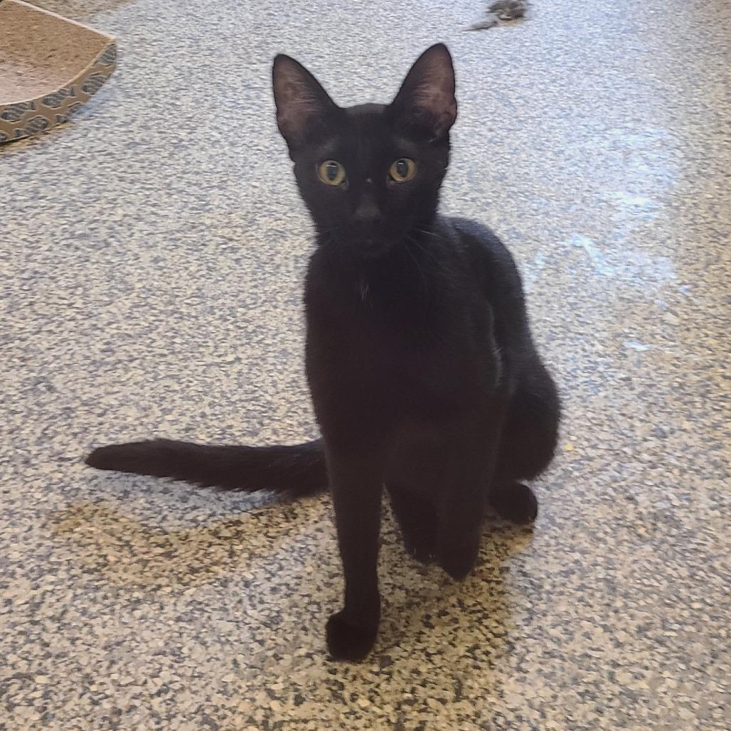 Bluey New Mexico, Adoptable, Adult Male Domestic Short Hair.