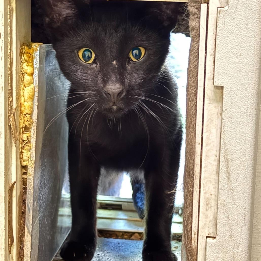 Bluey New Mexico, a Adoptable Domestic Short Hair in Denver, CO image 3/6