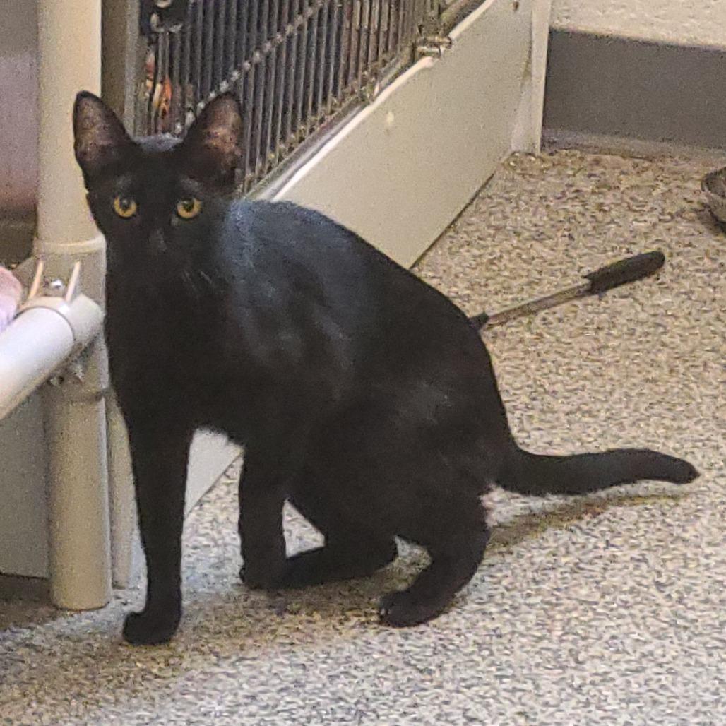 Bluey New Mexico, a Adoptable Domestic Short Hair in Denver, CO image 5/6