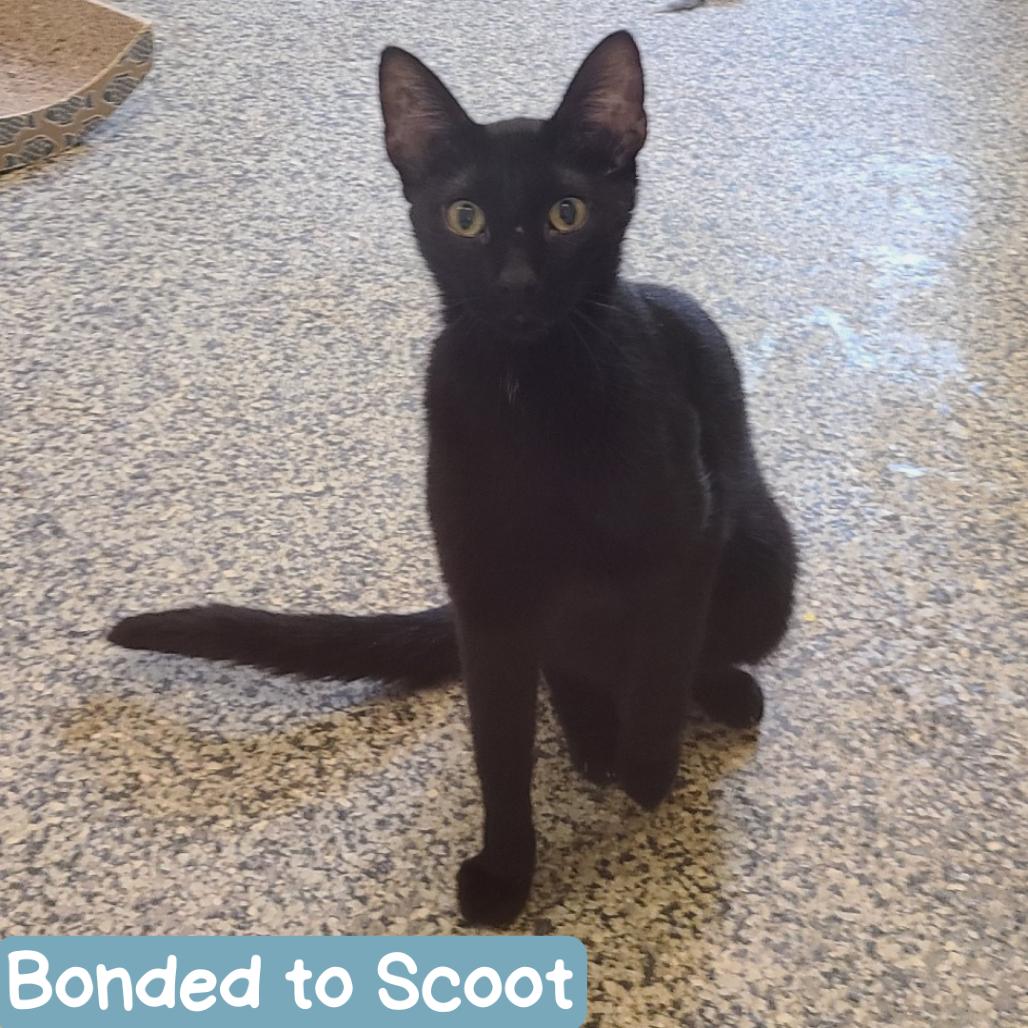 Bluey New Mexico, a Adoptable Domestic Short Hair in Denver, CO image 6/6