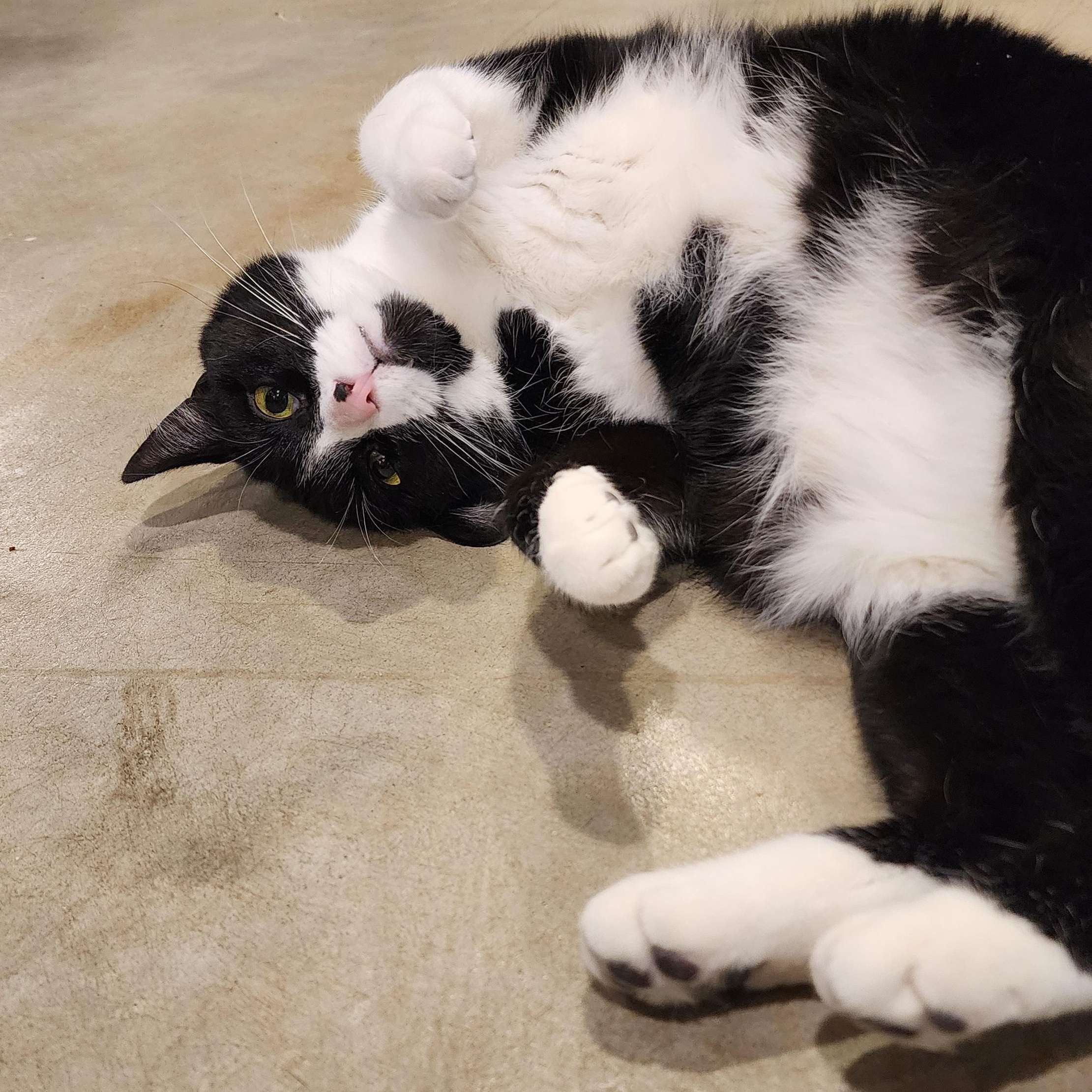 Enlarge Oscar, an adopted Domestic Short Hair in Ely, MN image 2/4