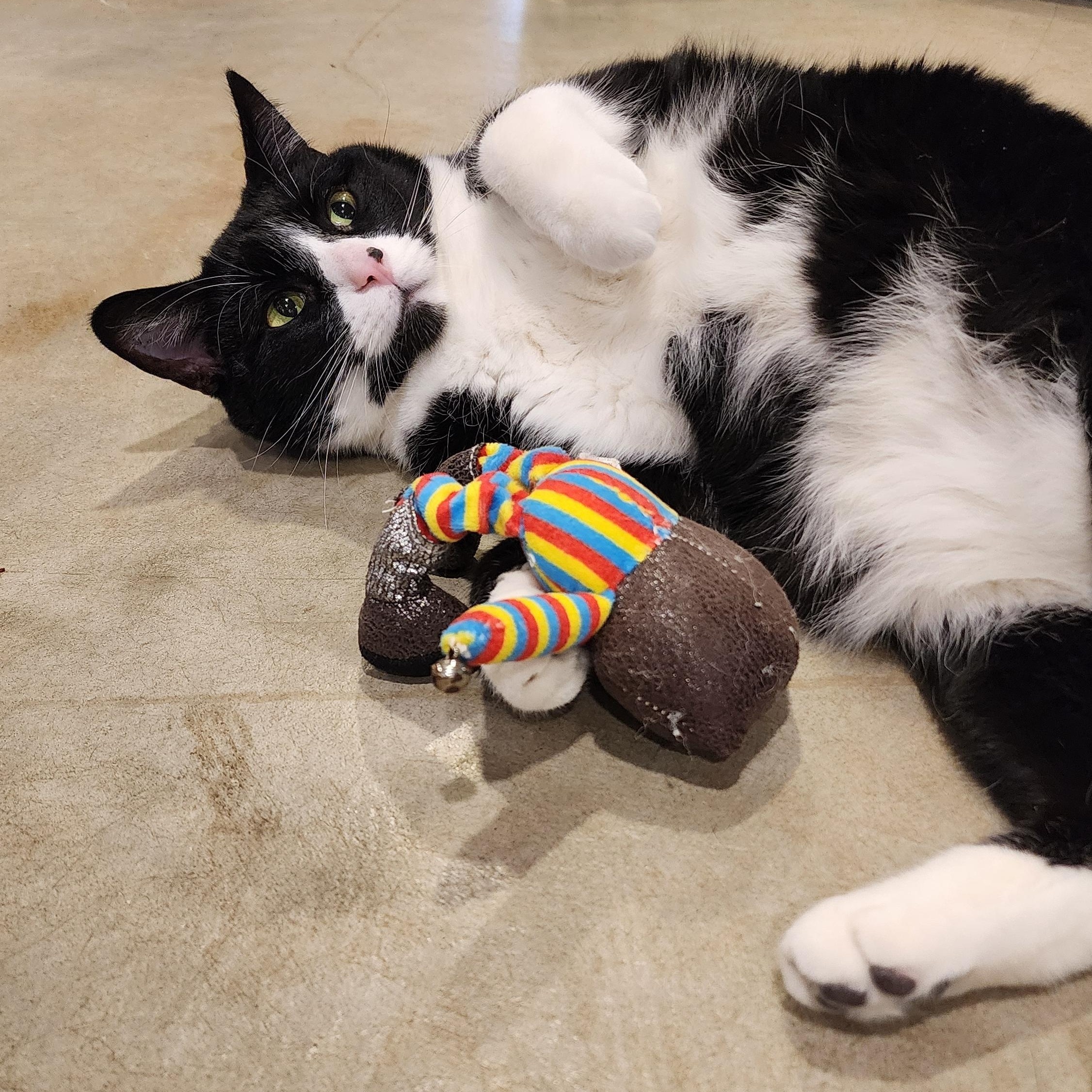 Enlarge Oscar, an adopted Domestic Short Hair in Ely, MN image 3/4