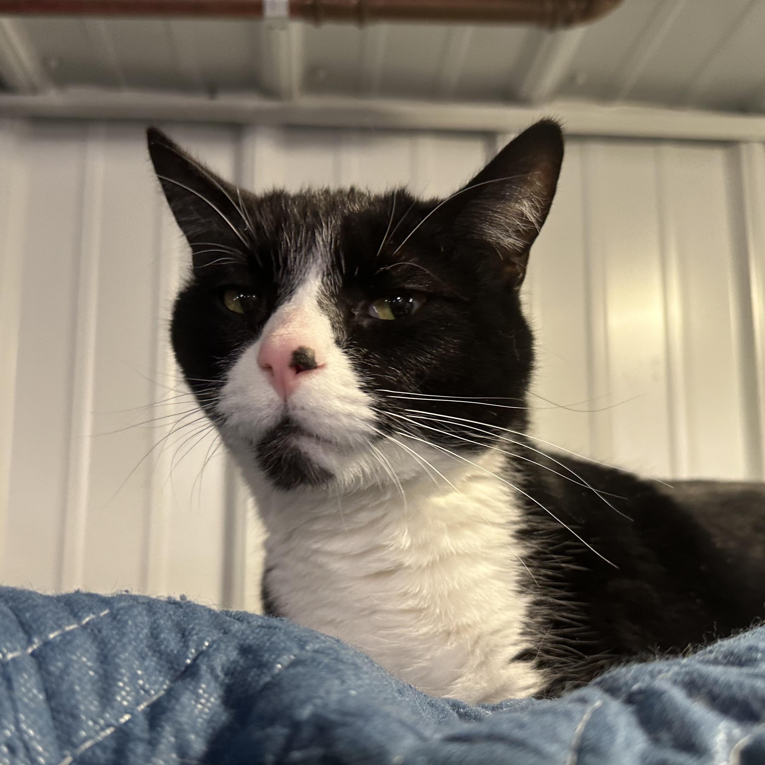 Oscar, adopted, Adult Male Domestic Short Hair.