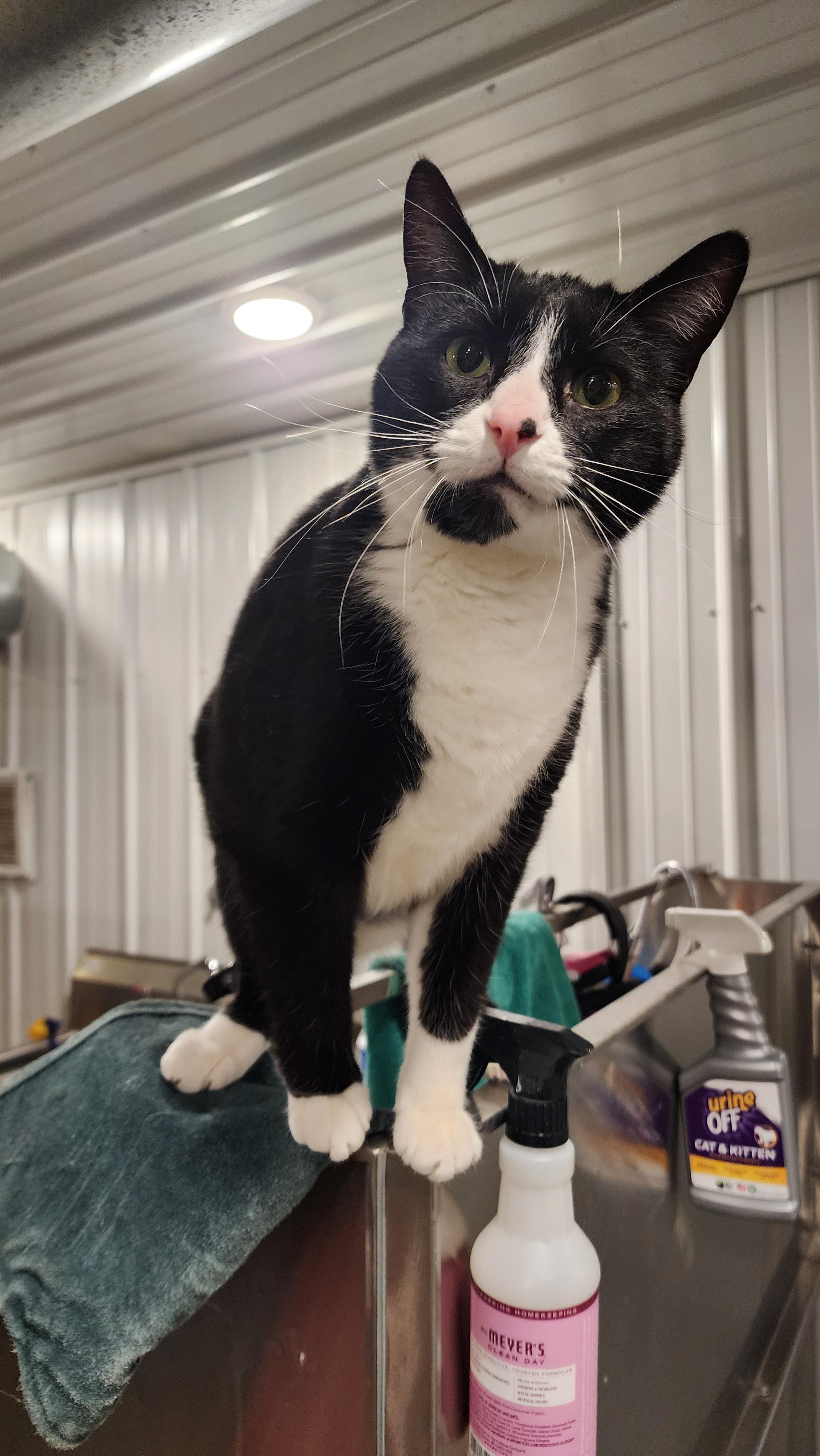 Enlarge Oscar, an adopted Domestic Short Hair in Ely, MN image 4/4