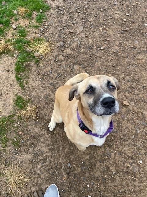 Enlarge Keno, a Adoptable Yellow Labrador Retriever in Augusta, WV image 1/1