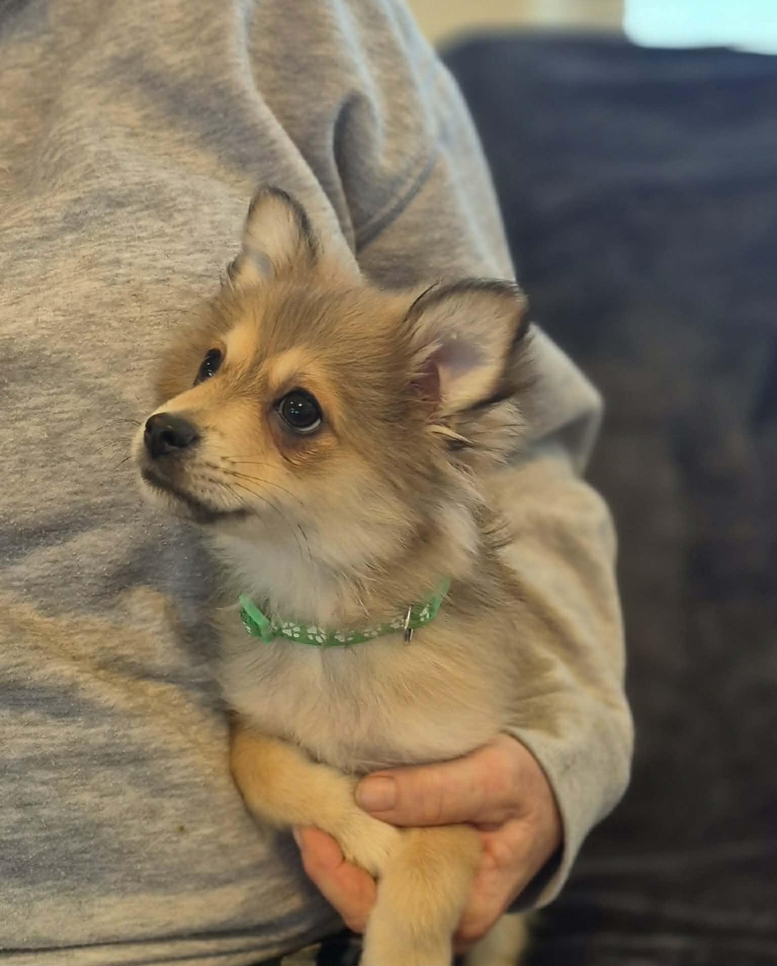 Mickey , adopted, Puppy Male Pomeranian.