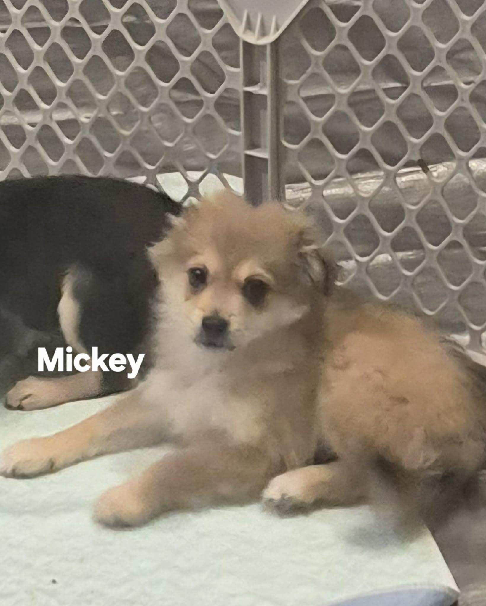 Enlarge Mickey , an adopted mixed breed in Maumee, OH image 4/5